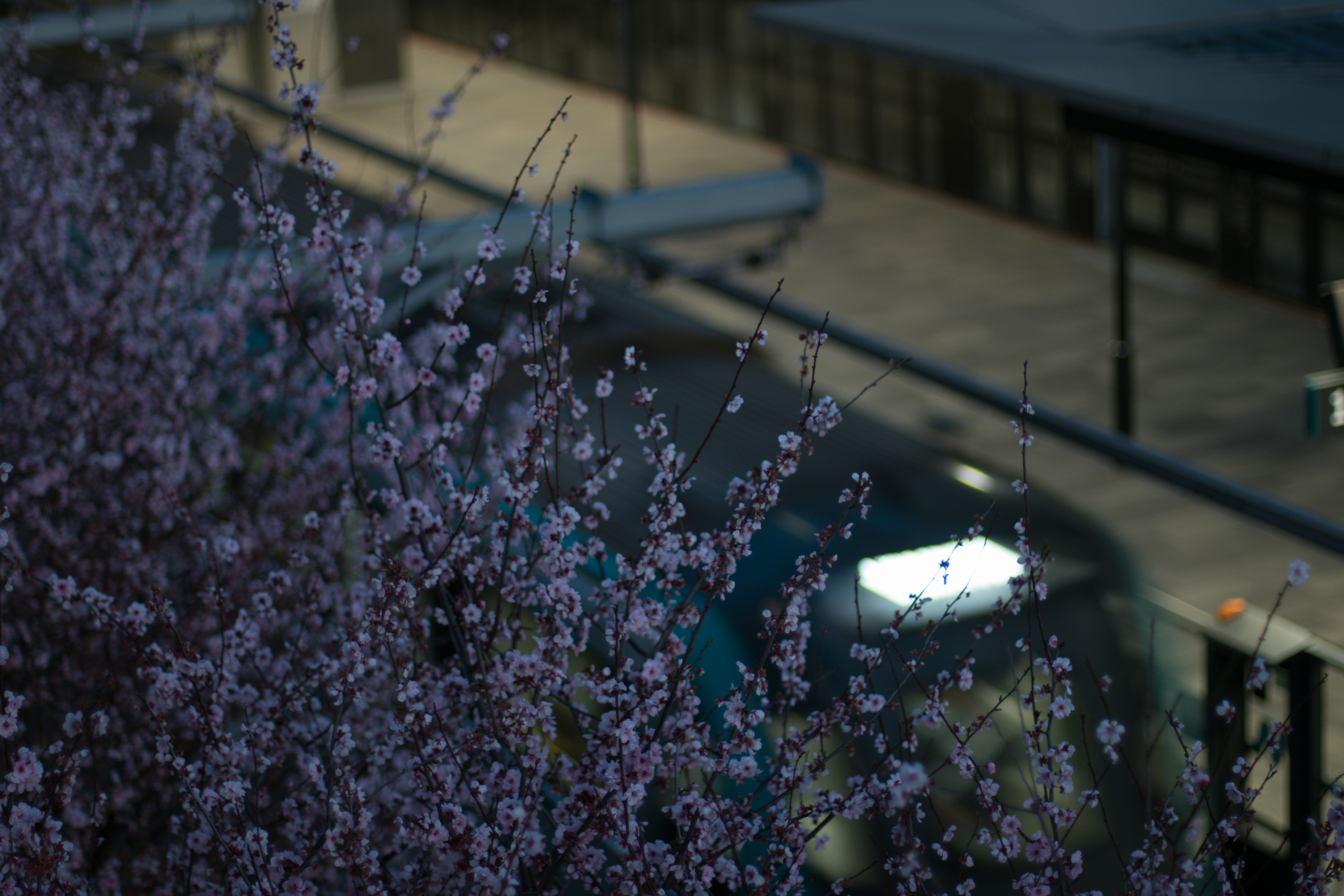 Pink cherry blossoms on thin branches above a blurred urban train platform