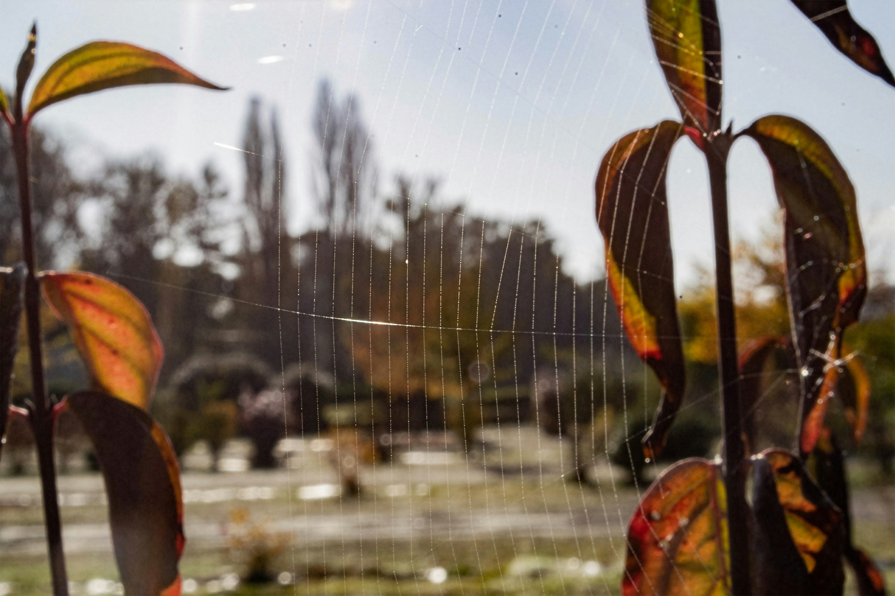 Une toile d’araignée délicate s’étendait entre les feuilles d’automne dans un jardin baigné de lumière