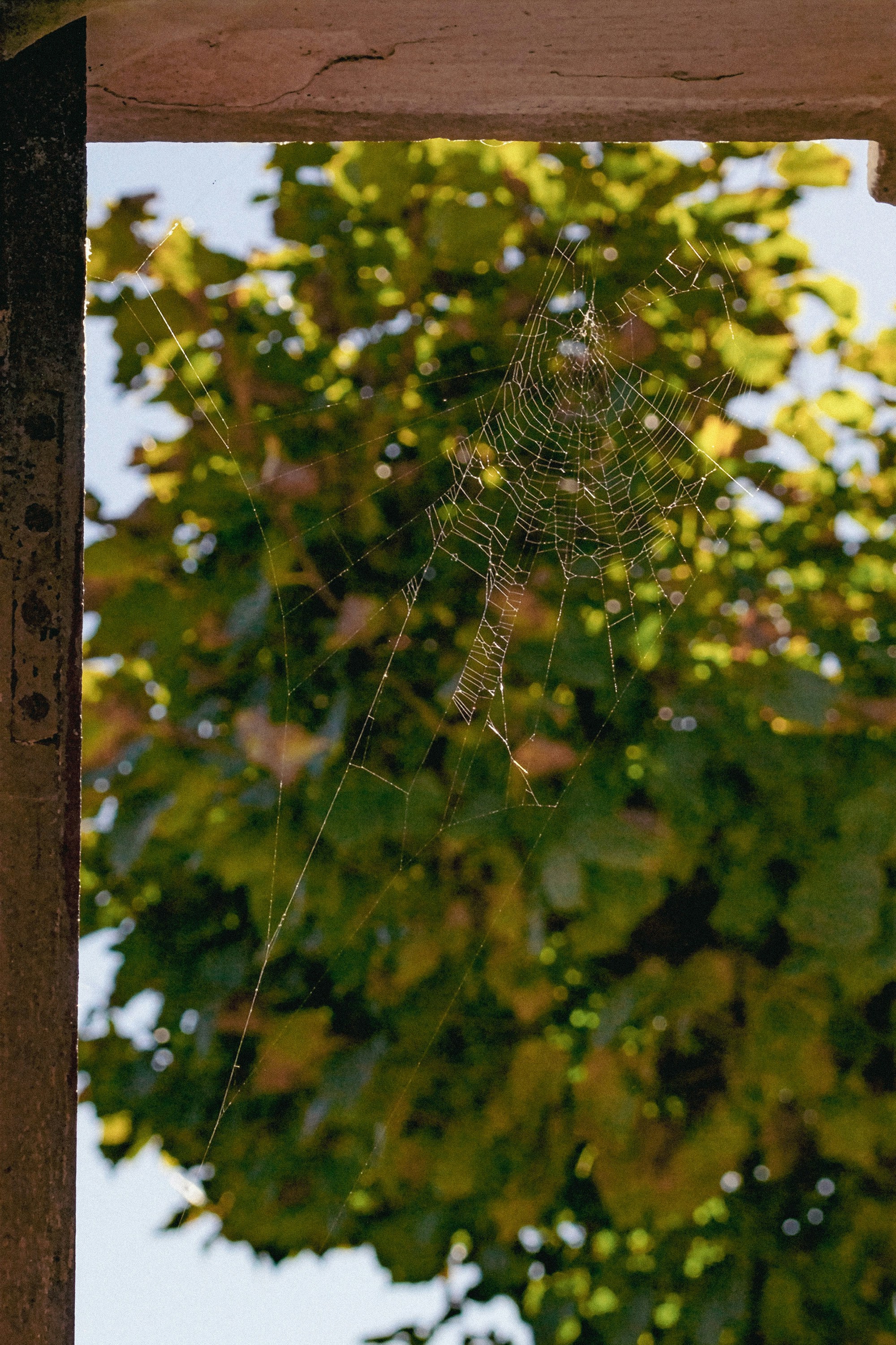 Une toile d’araignée délicate, éclairée par la lumière du soleil sur un fond de feuilles vertes