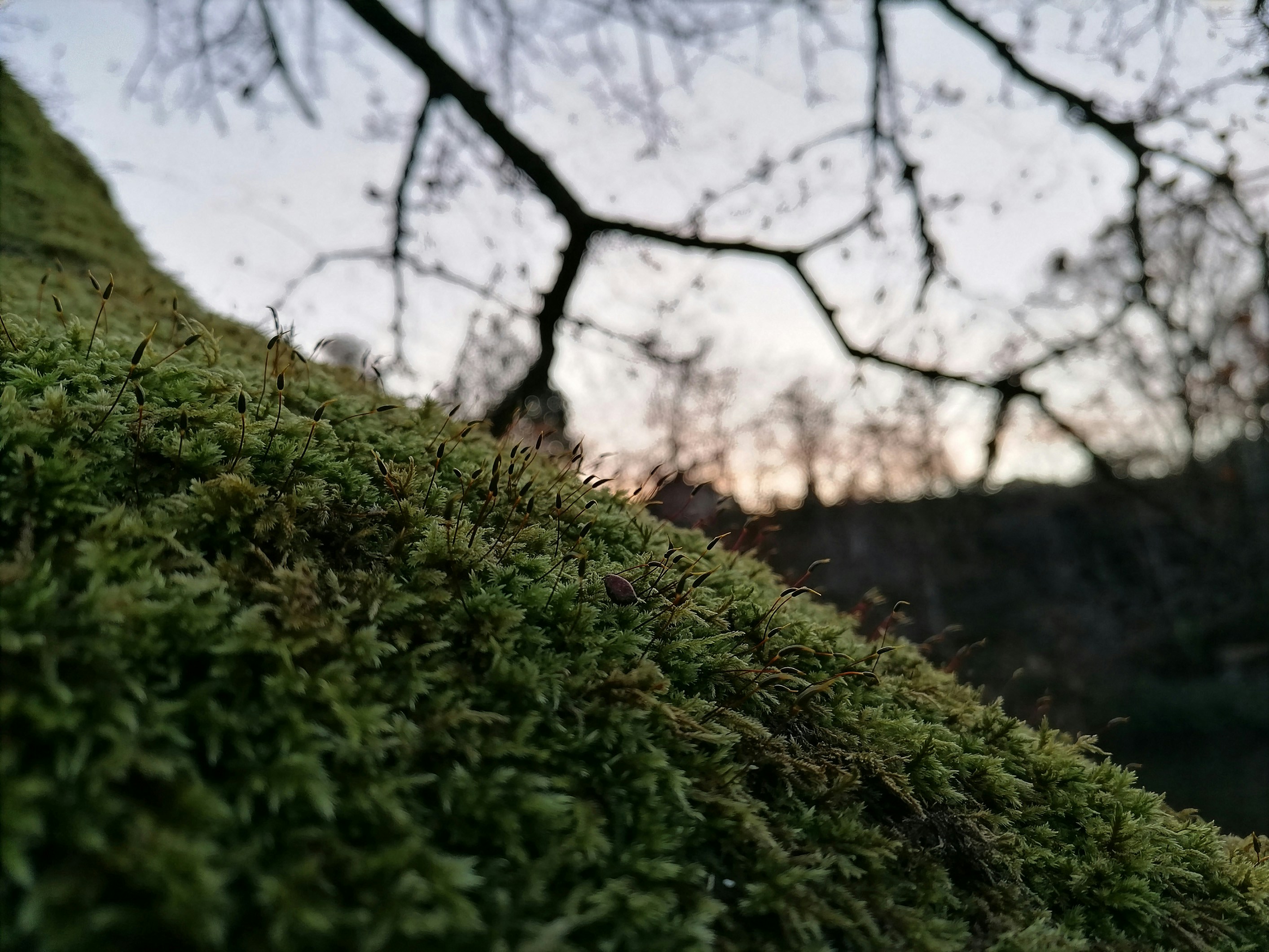 Mousse verte avec de petites tiges sur un tronc d’arbre sur un ciel flou