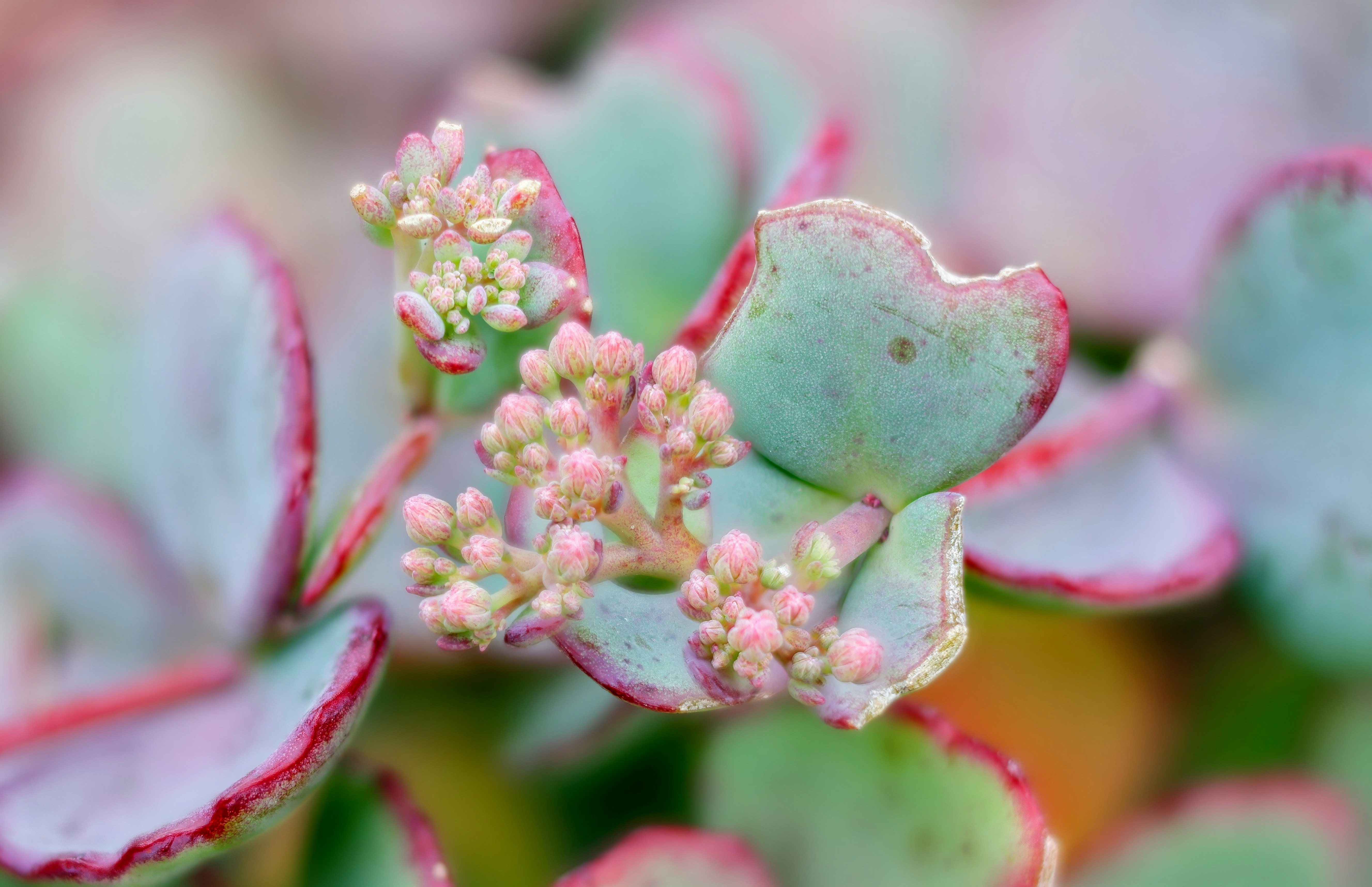 Macro view of small pink flower buds on succulent leaves with red edges