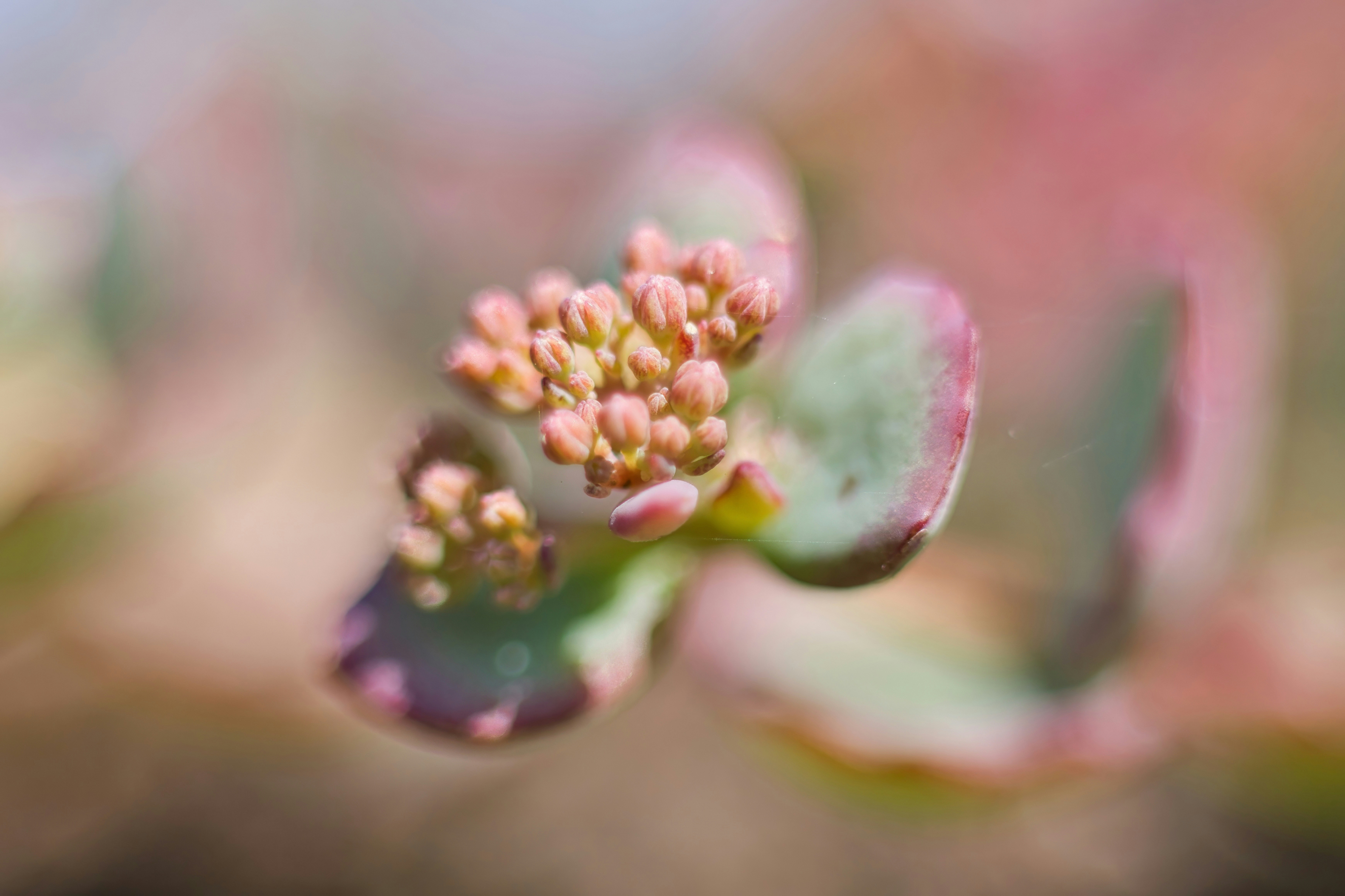 Macro view of small pink flower buds on a succulent plant