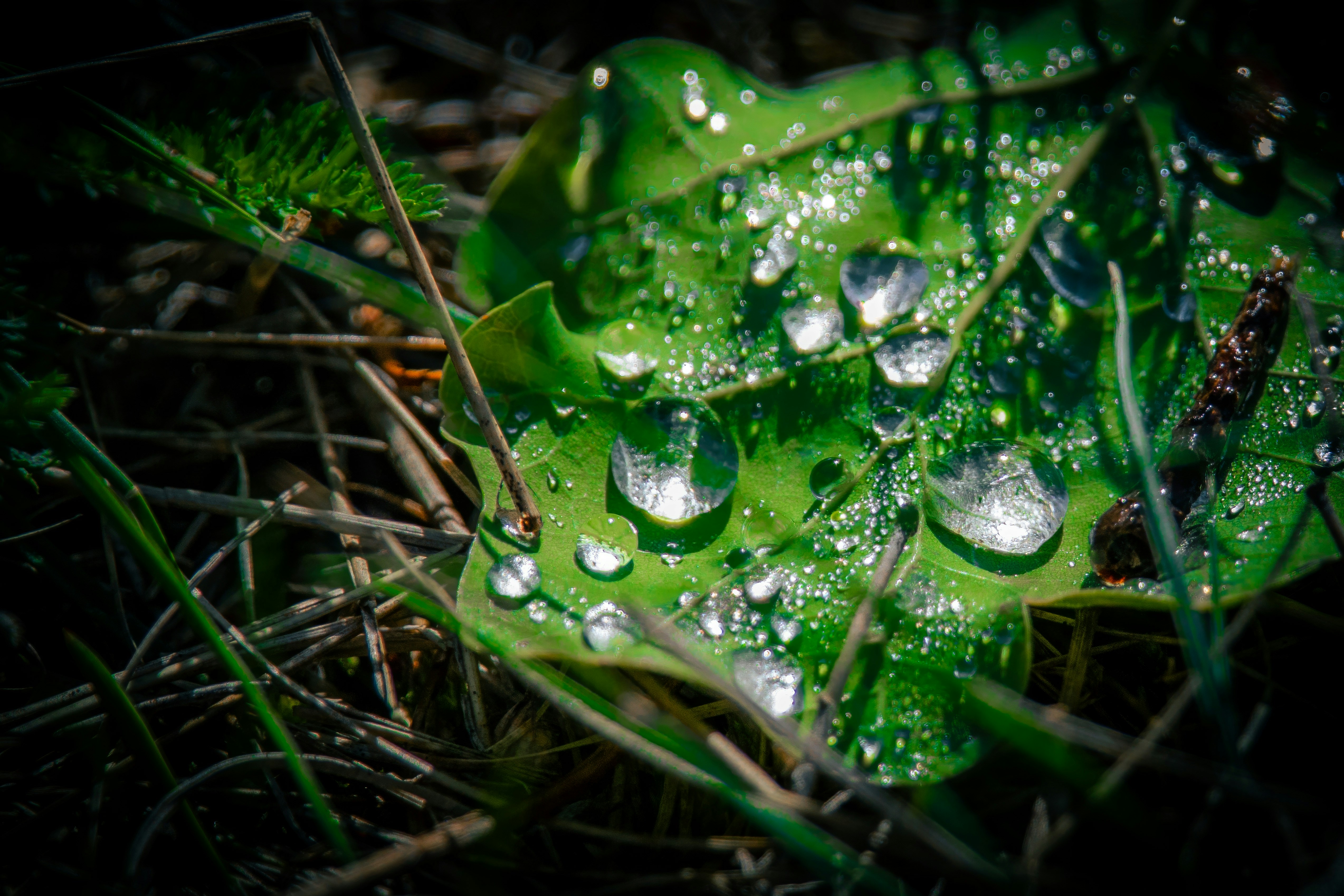 Gocce d'acqua limpida su una foglia verde vibrante circondata da erba secca