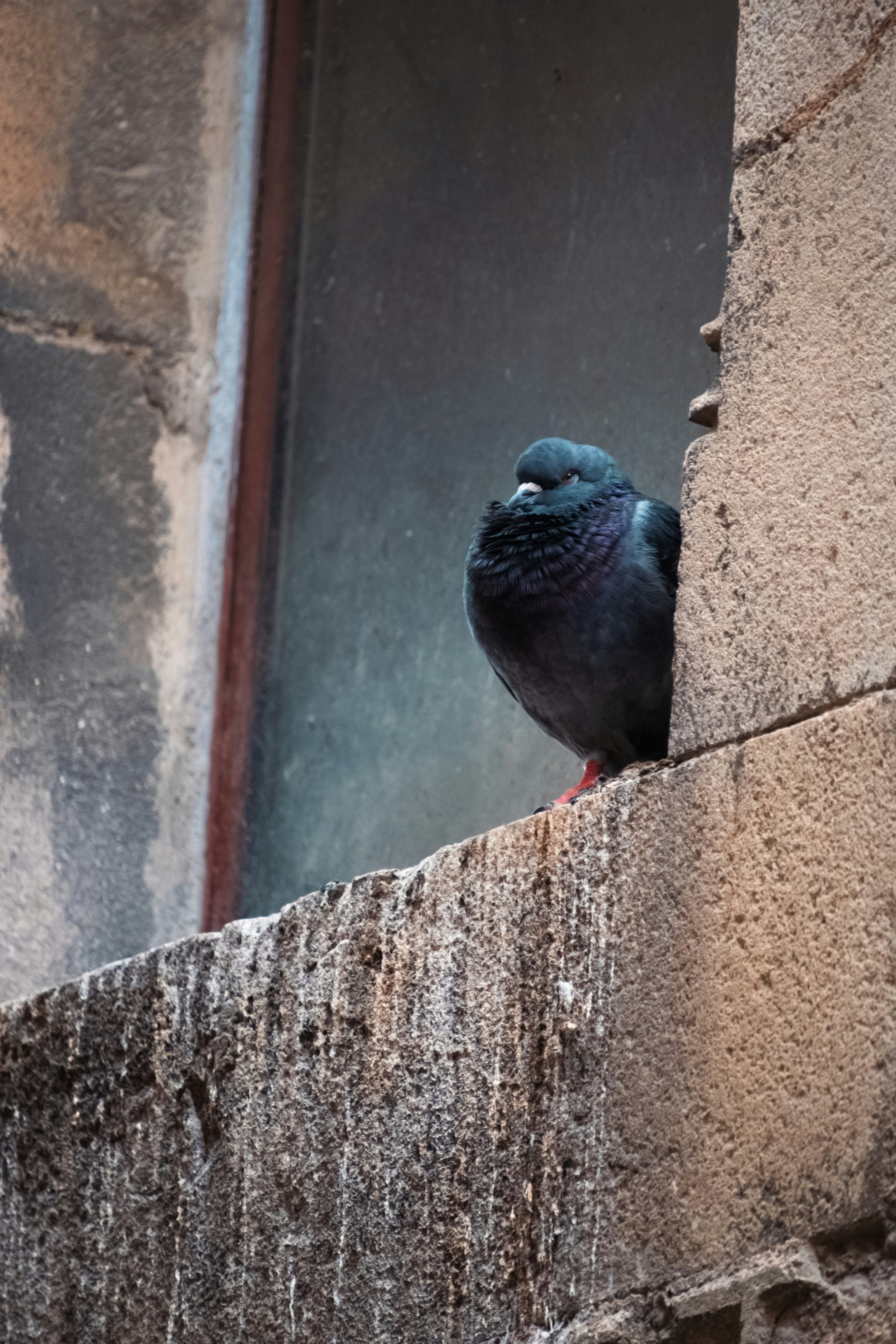 A dark grey pigeon with iridescent neck feathers perched on a stone ledge