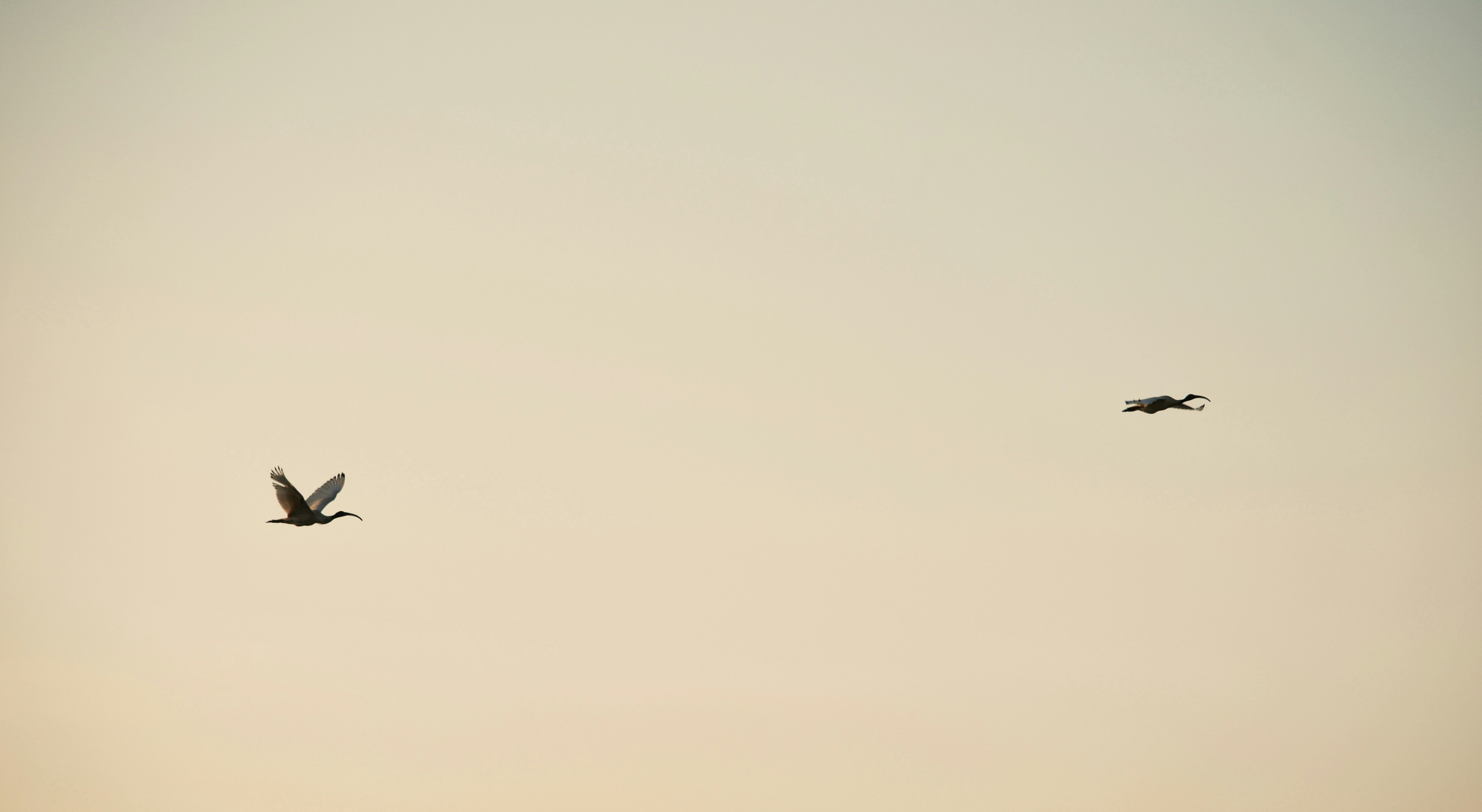 Two white ibises flying across a pale golden sky
