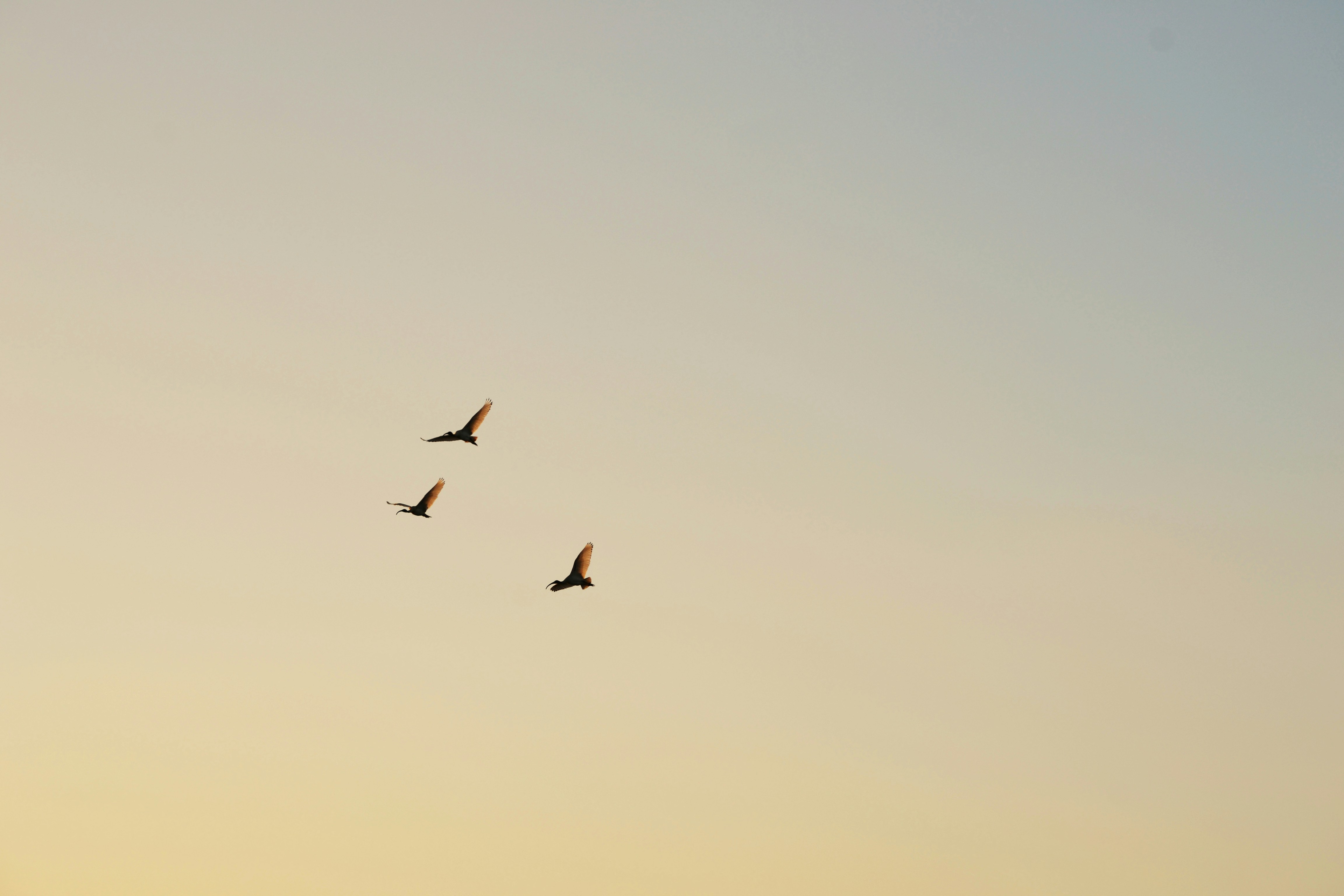 Three birds flying in formation against a clear pale sky