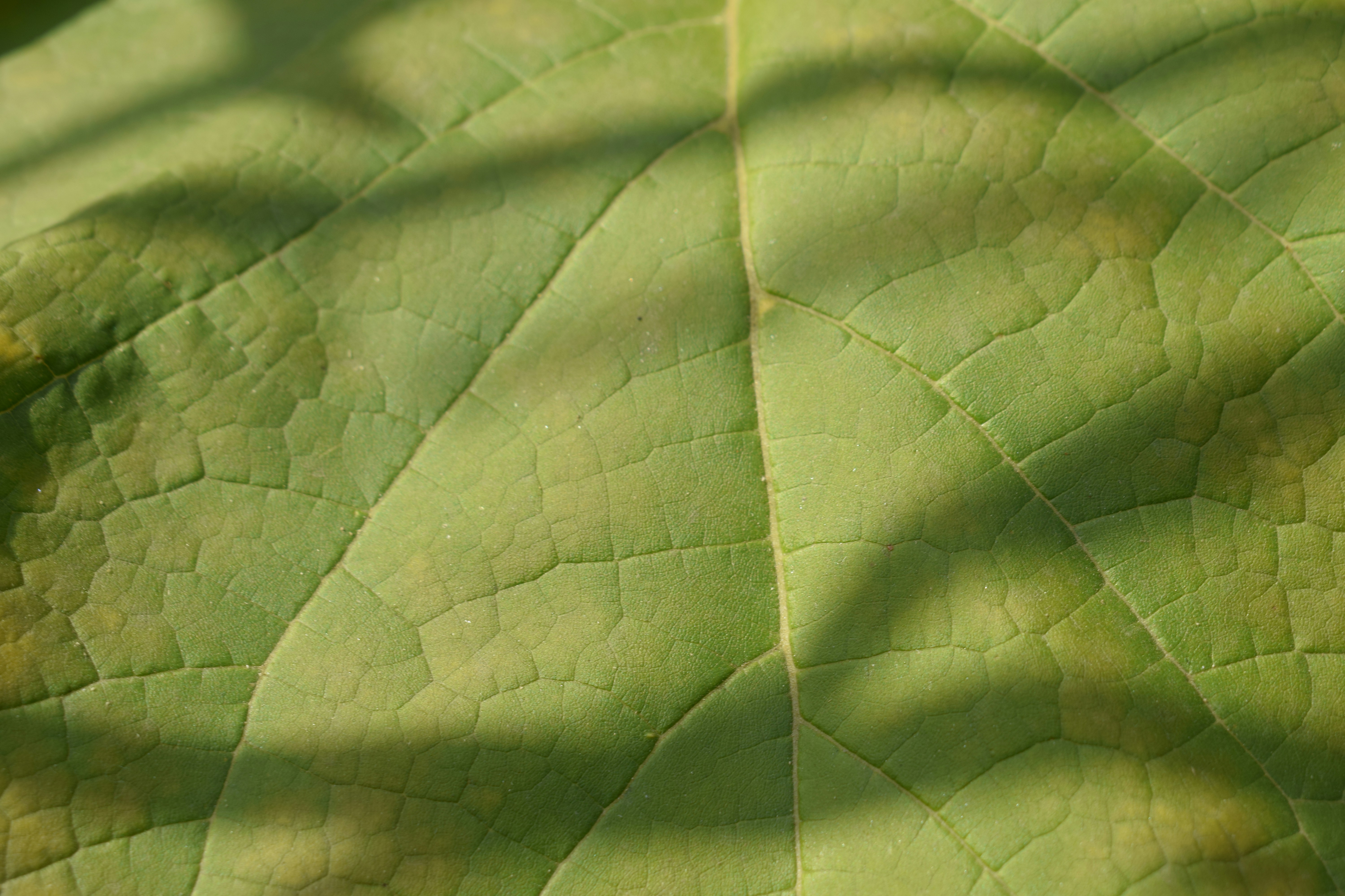 A close-up of a green leaf with visible veins and soft shadows