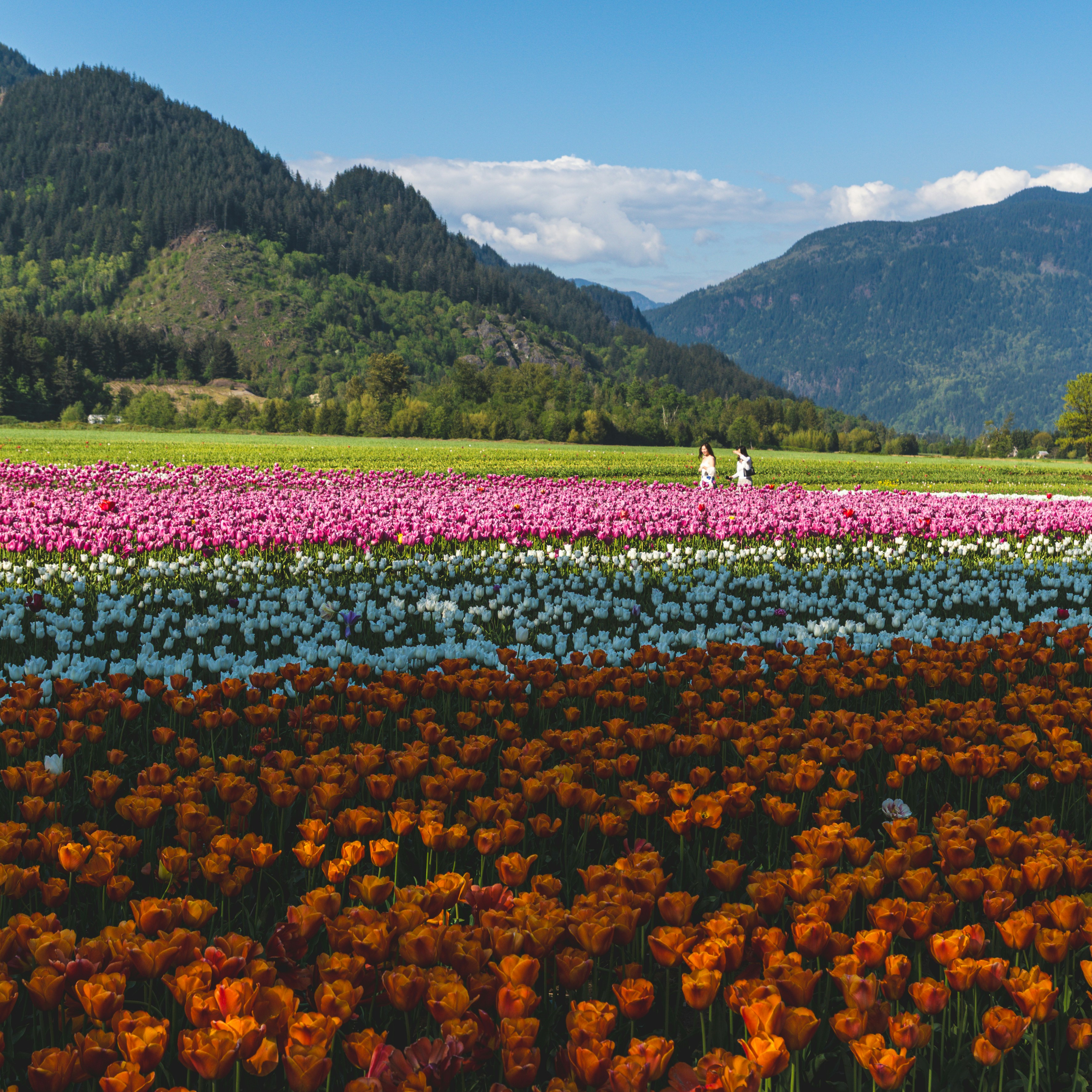 Two people walking through rows of orange, white, and pink tulips in a valley