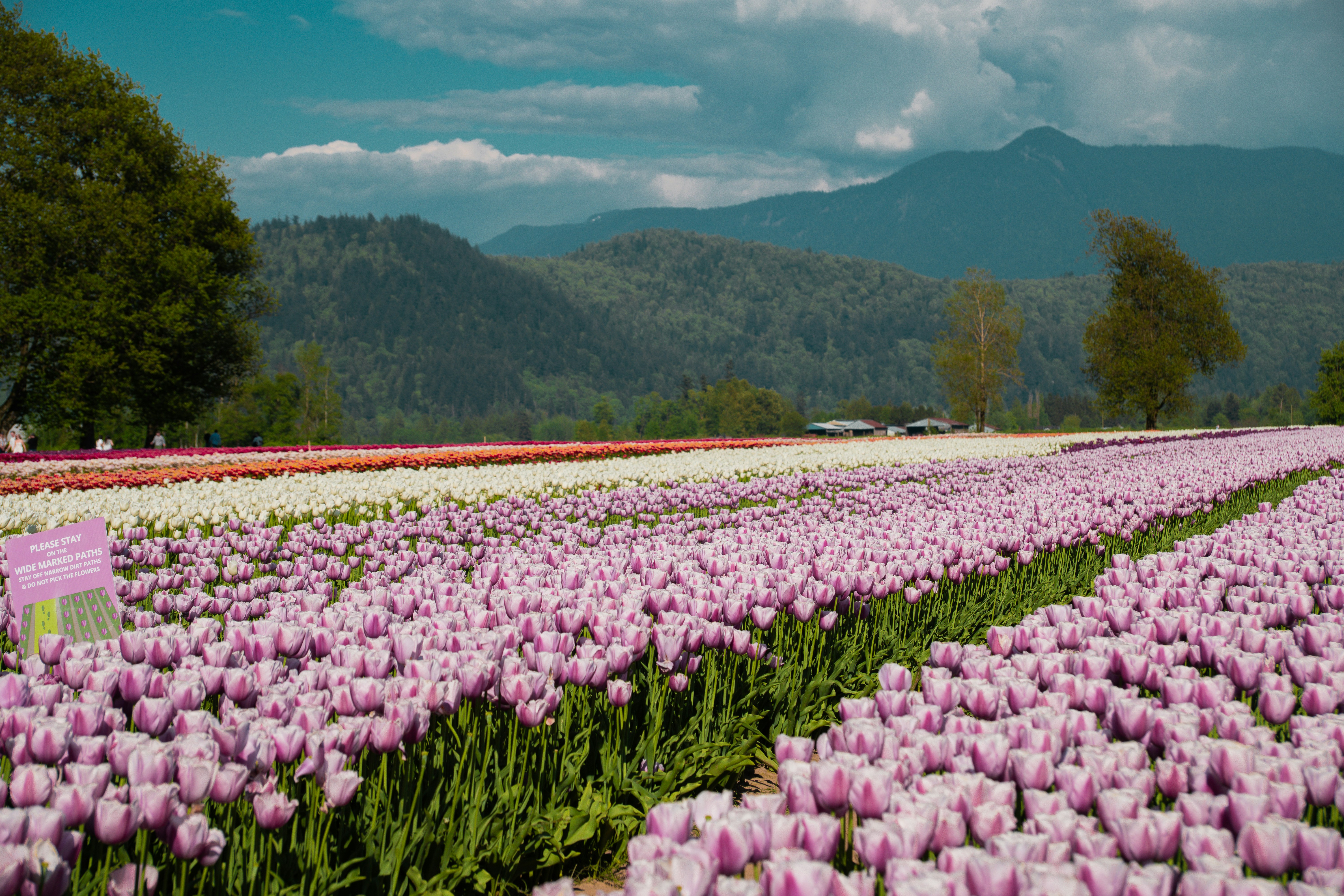 Rows of purple and white tulips in a field with mountains in the distance