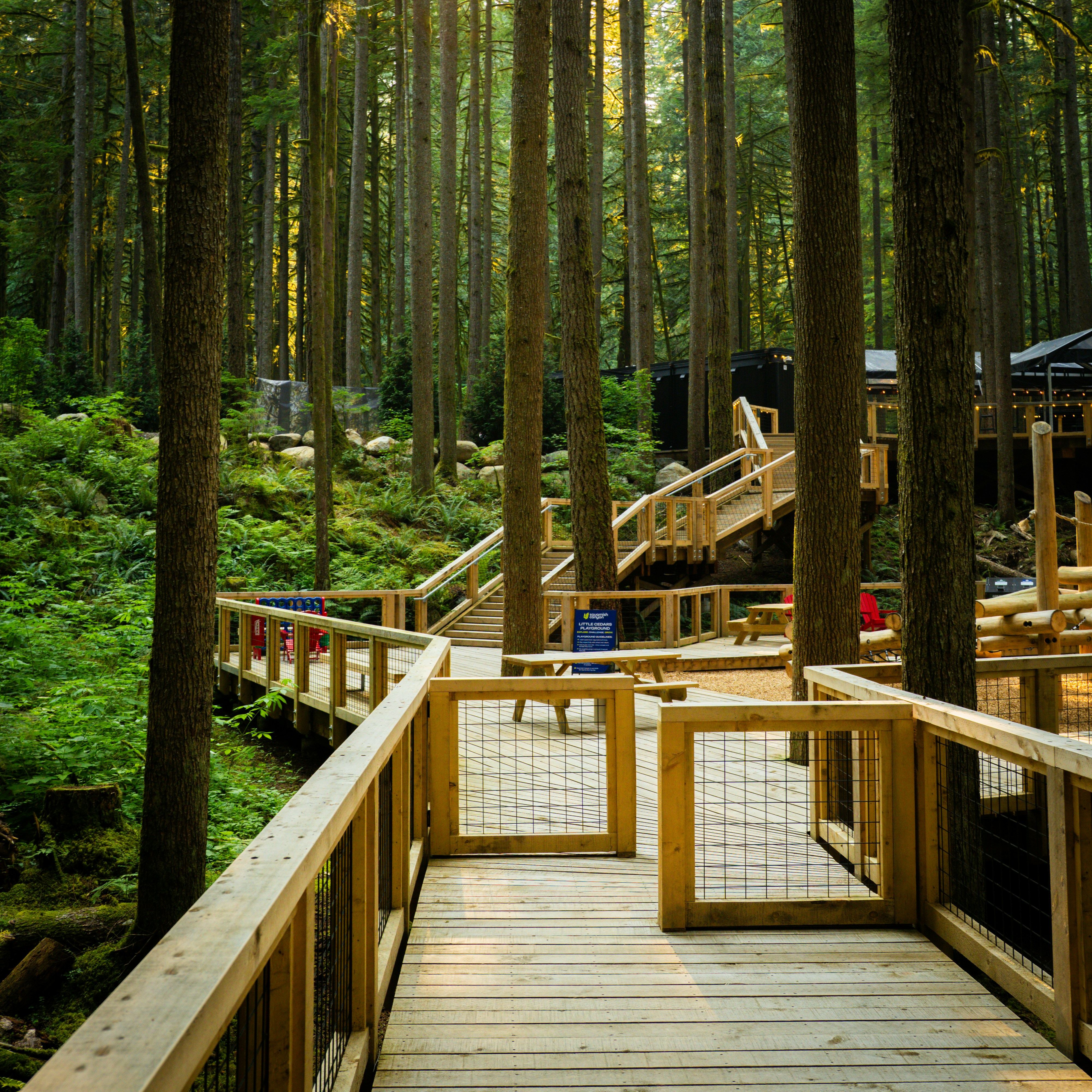 A wooden boardwalk winding through a dense forest with tall trees and ferns