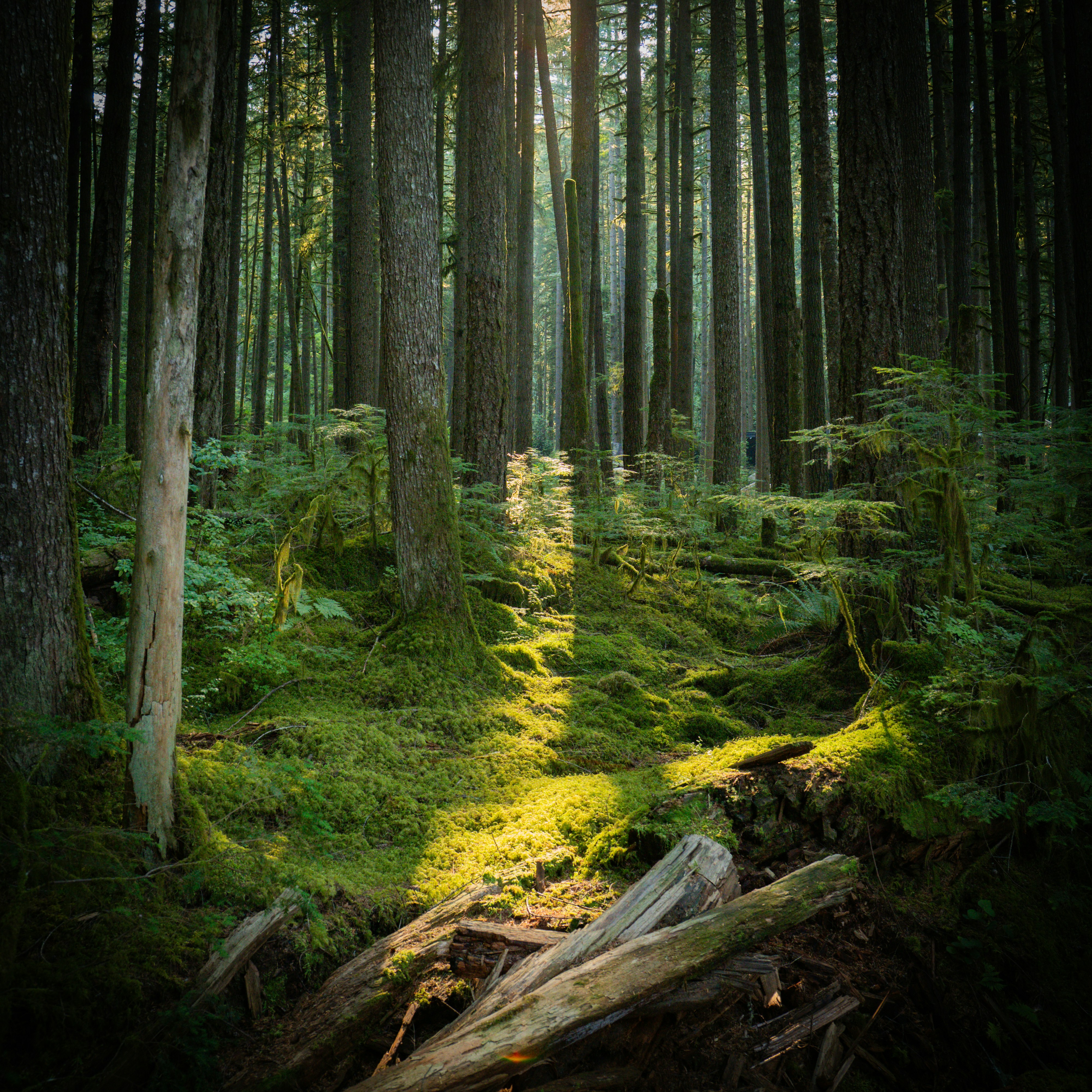 Sunlight filtering through tall trees onto a mossy forest floor with fallen logs