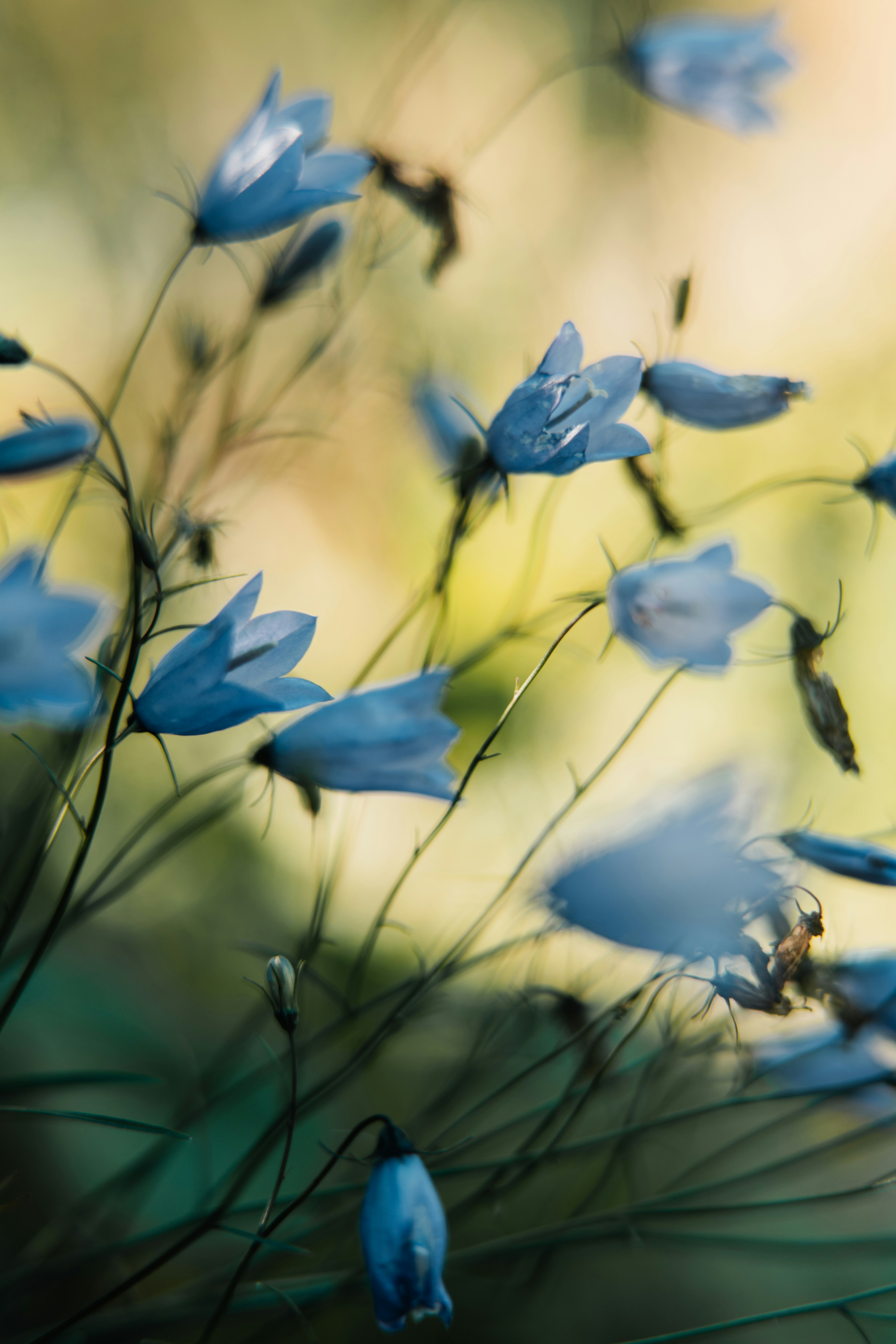 Delicate blue bellflowers on thin stems against a soft blurred background