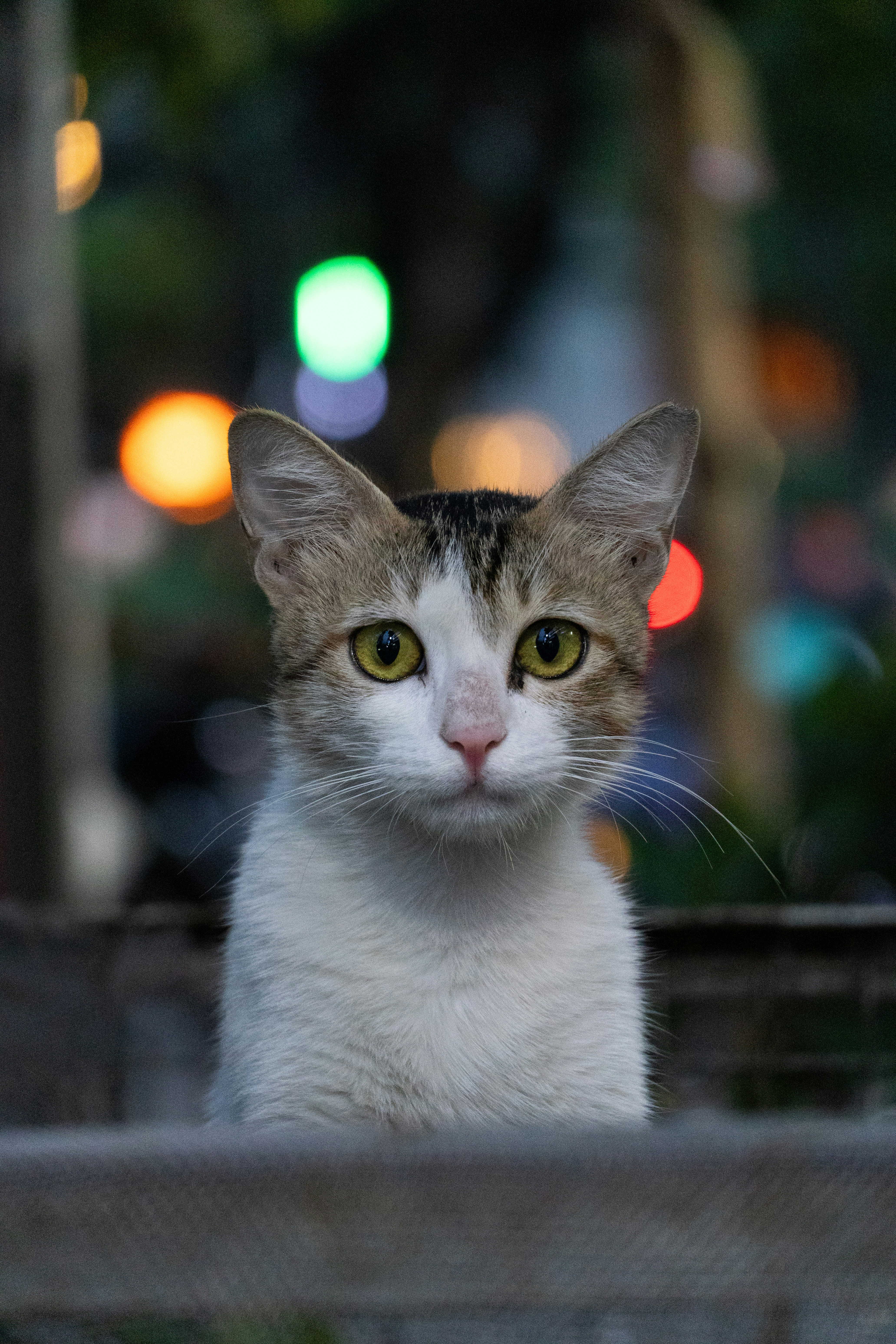 A white and brown tabby cat with yellow eyes against a bokeh city background