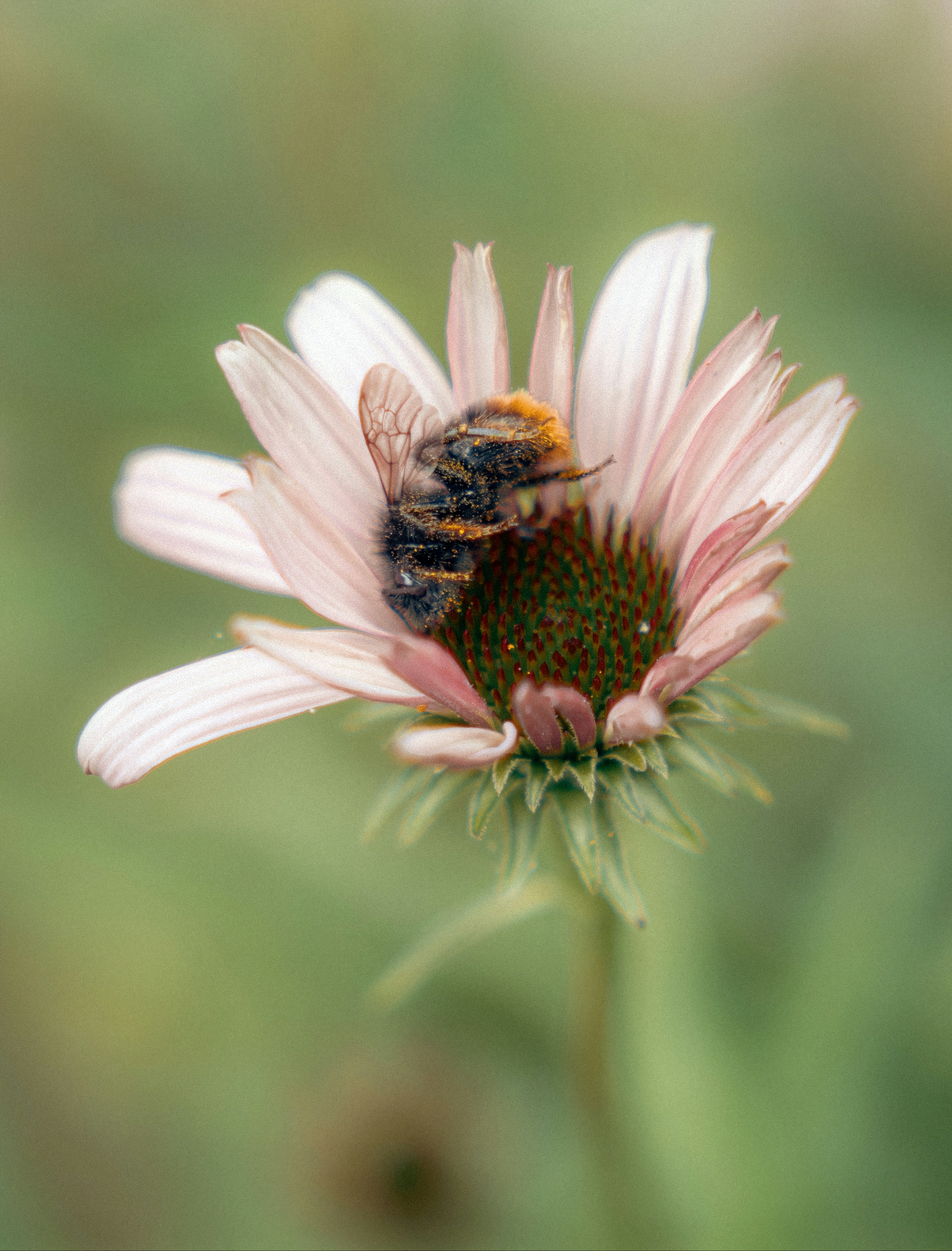 Un'ape pelosa coperta di polline su un ecor-fiore rosa pallido