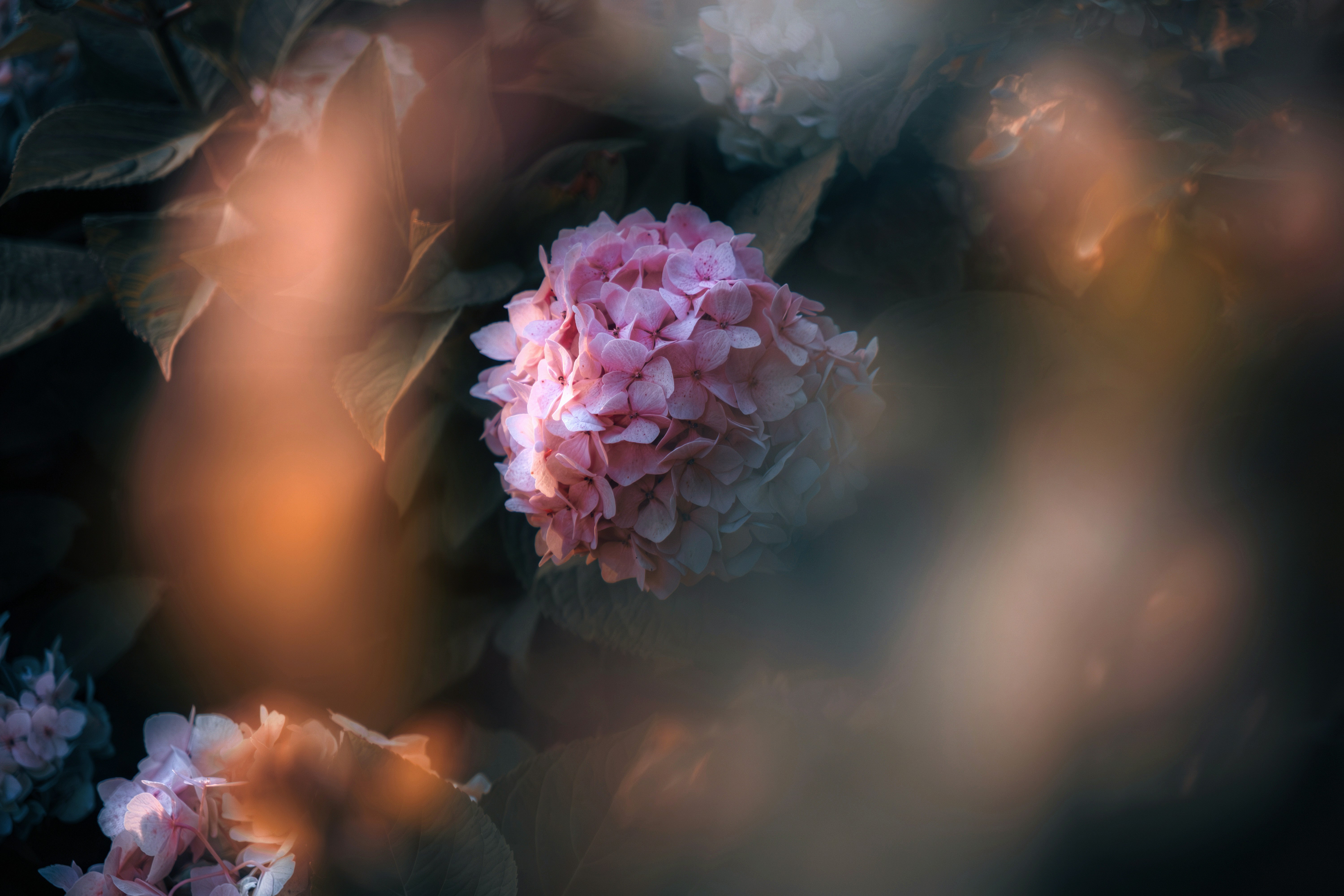Un fiore di ortensia rosa circondato da fogliame scuro con una luce bokeh soffusa