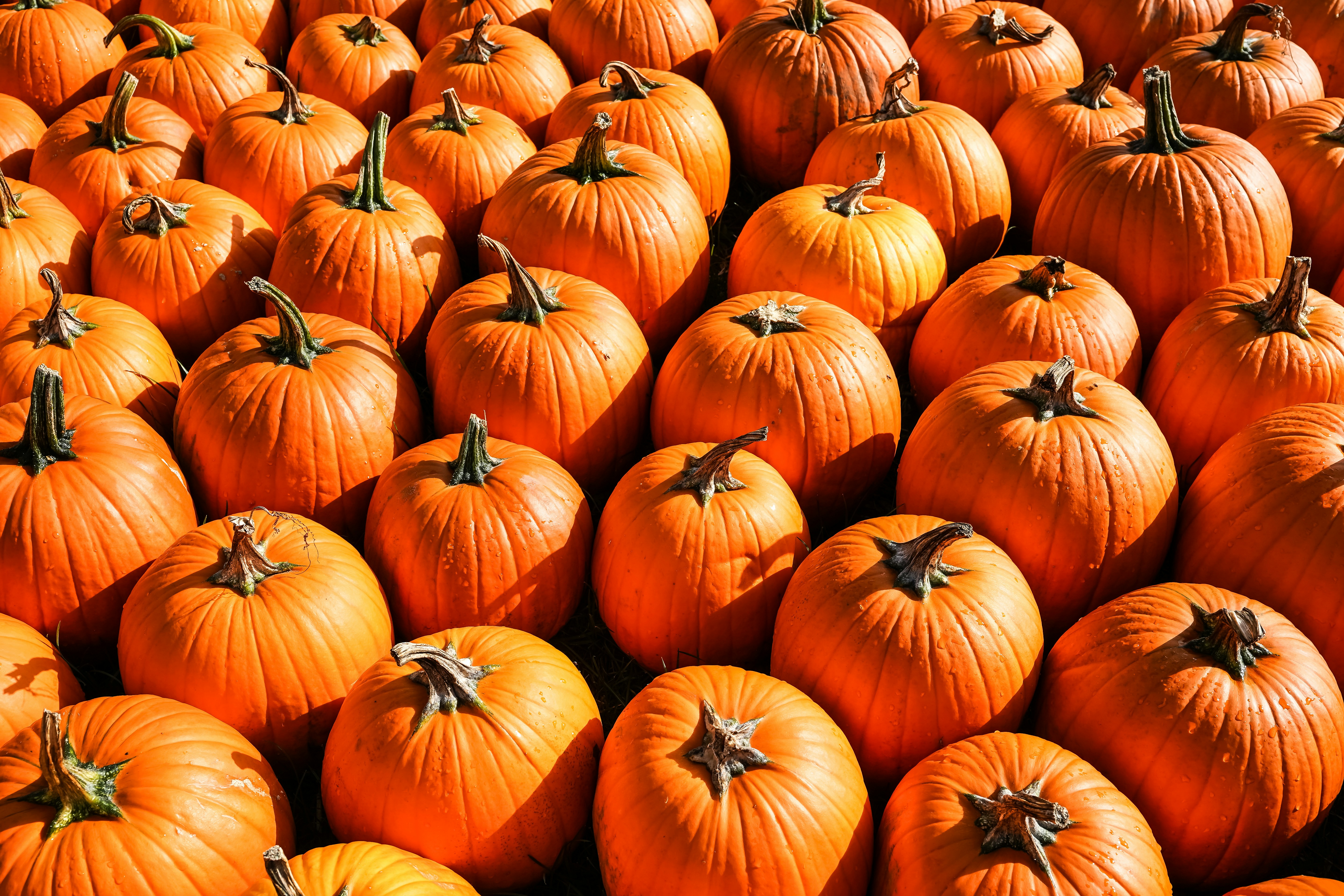 A large group of orange pumpkins arranged closely together in a field