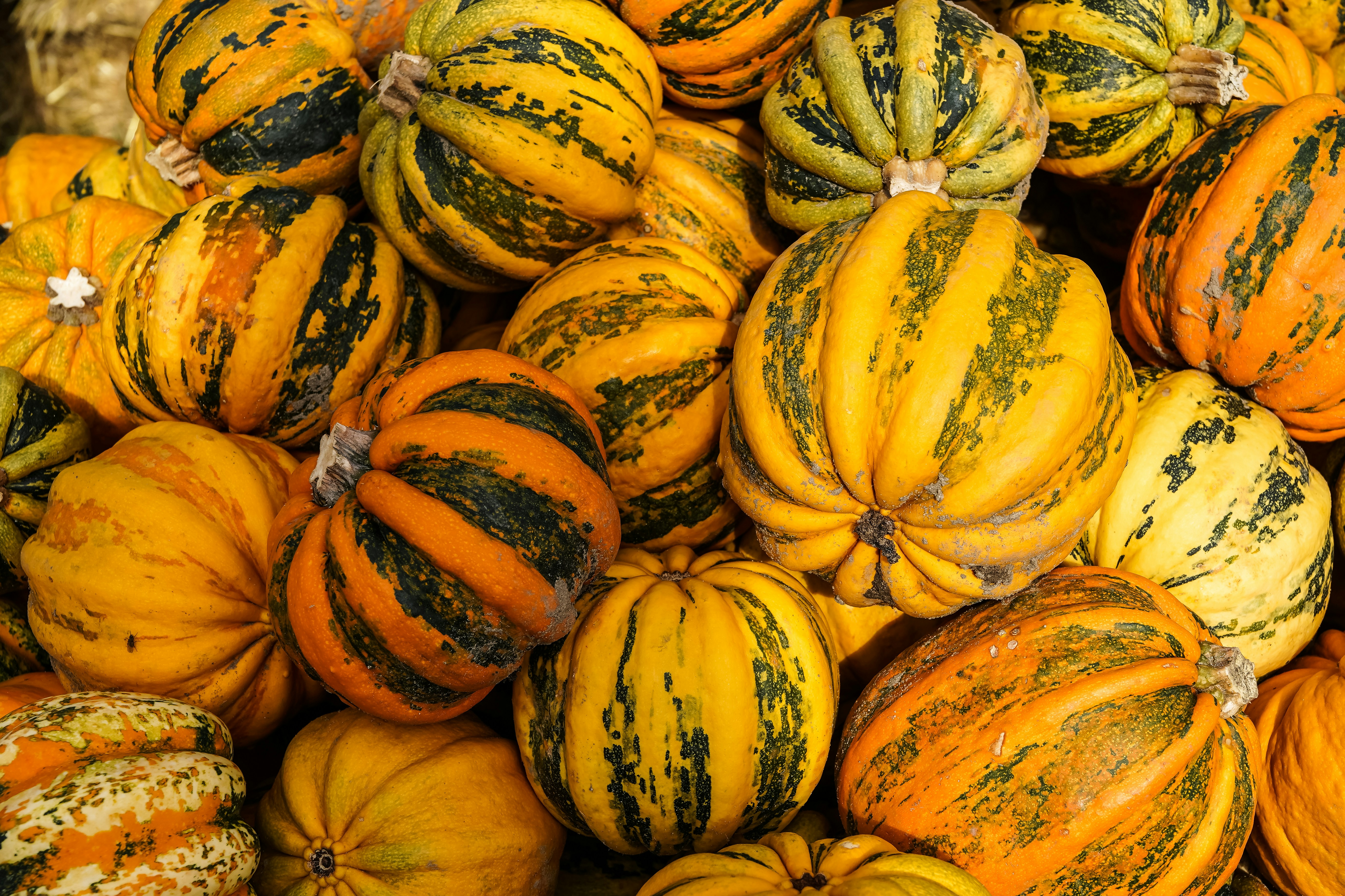 A pile of yellow and green striped carnival squash in bright sunlight