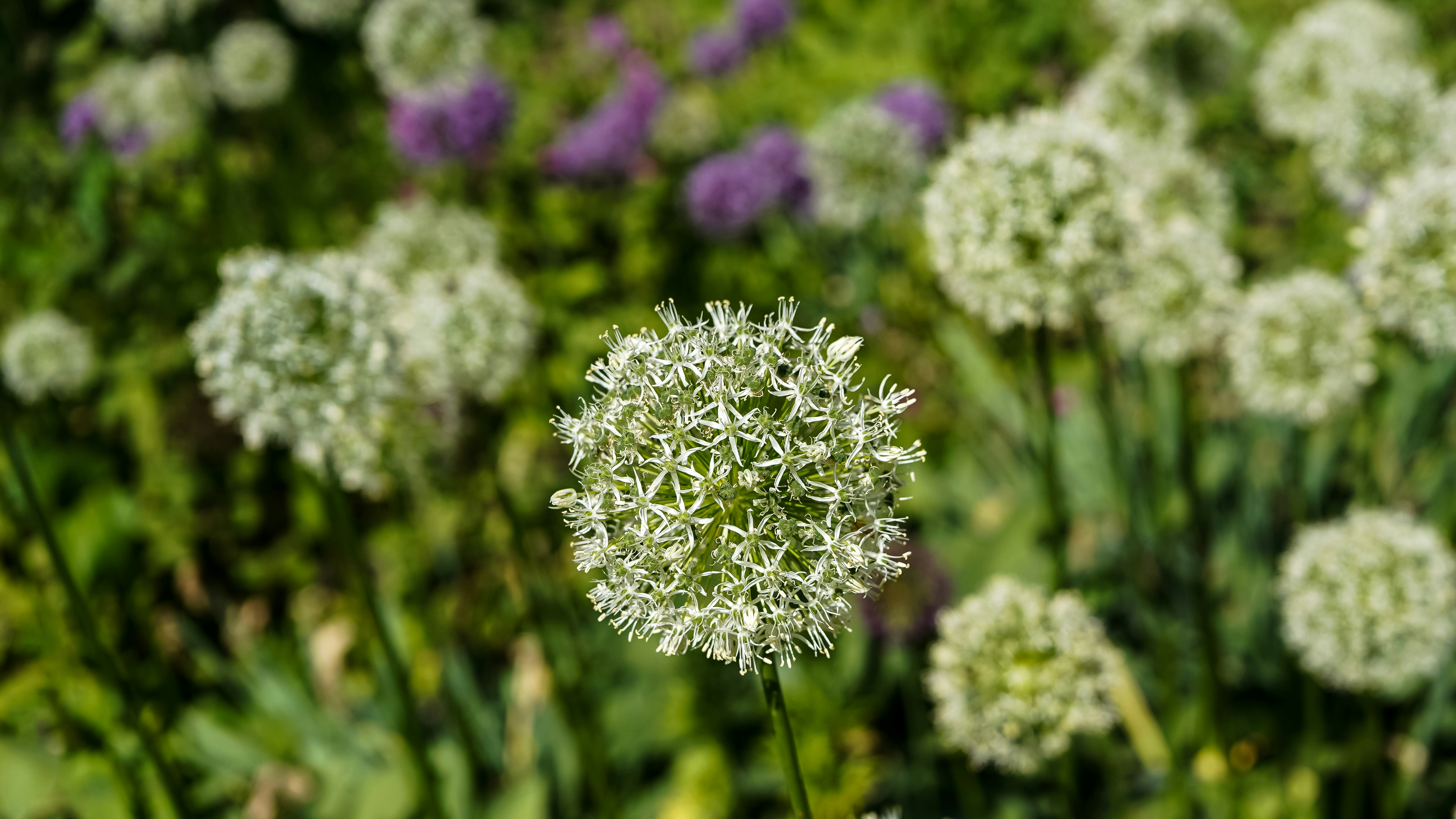 White allium flowers blooming in a garden with blurred purple flowers in background