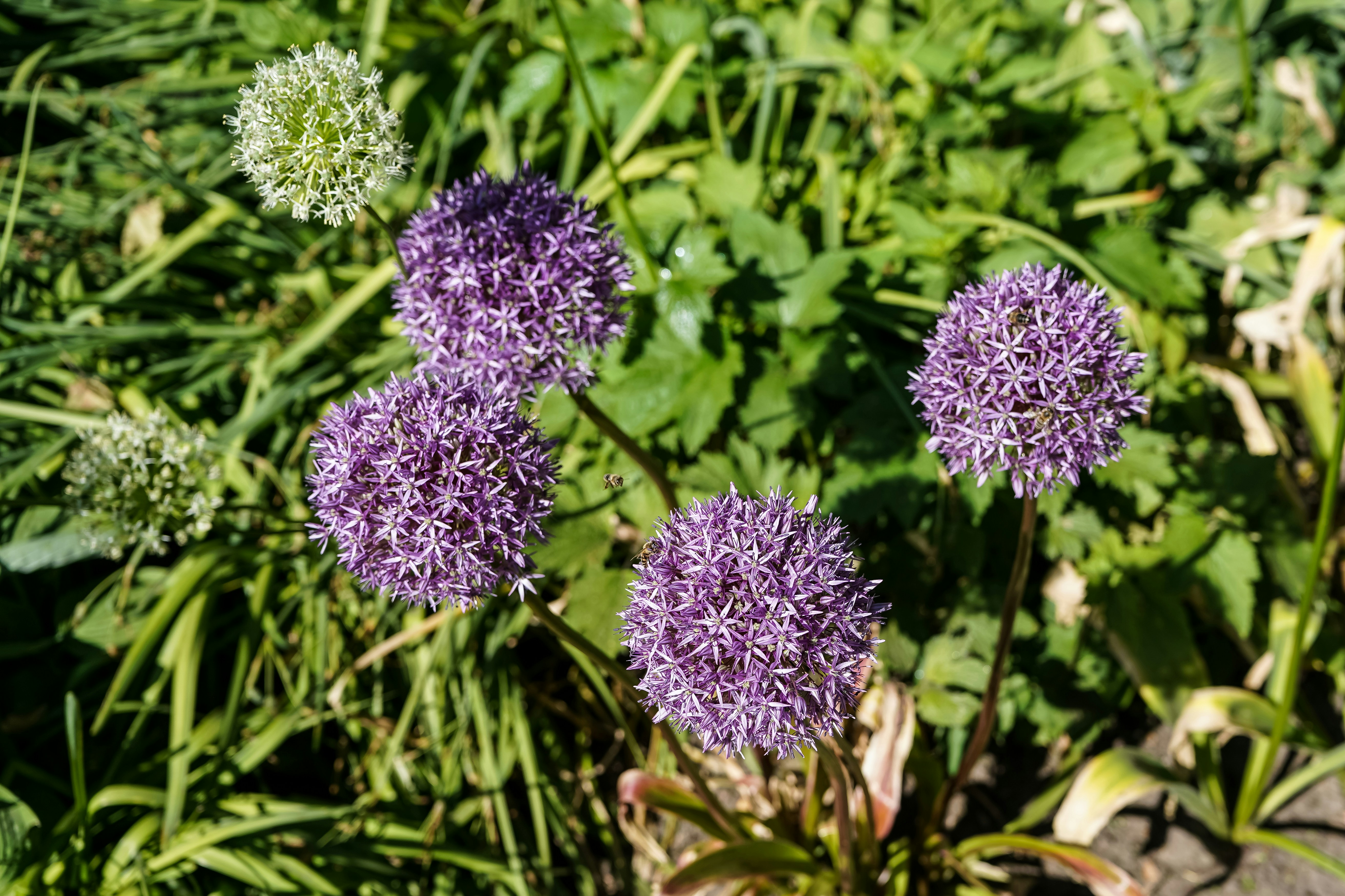Purple and white allium flowers blooming in a lush green garden
