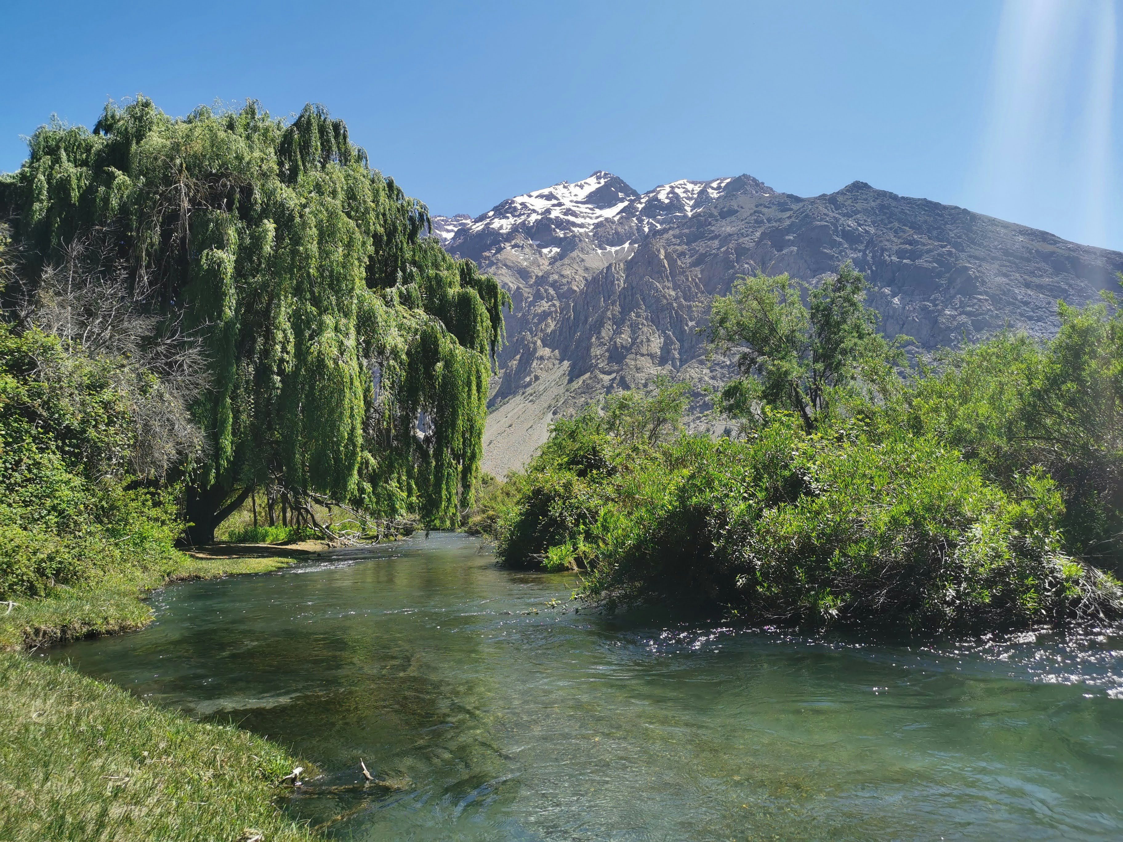 A clear river flowing past a large weeping willow toward snow-capped mountains