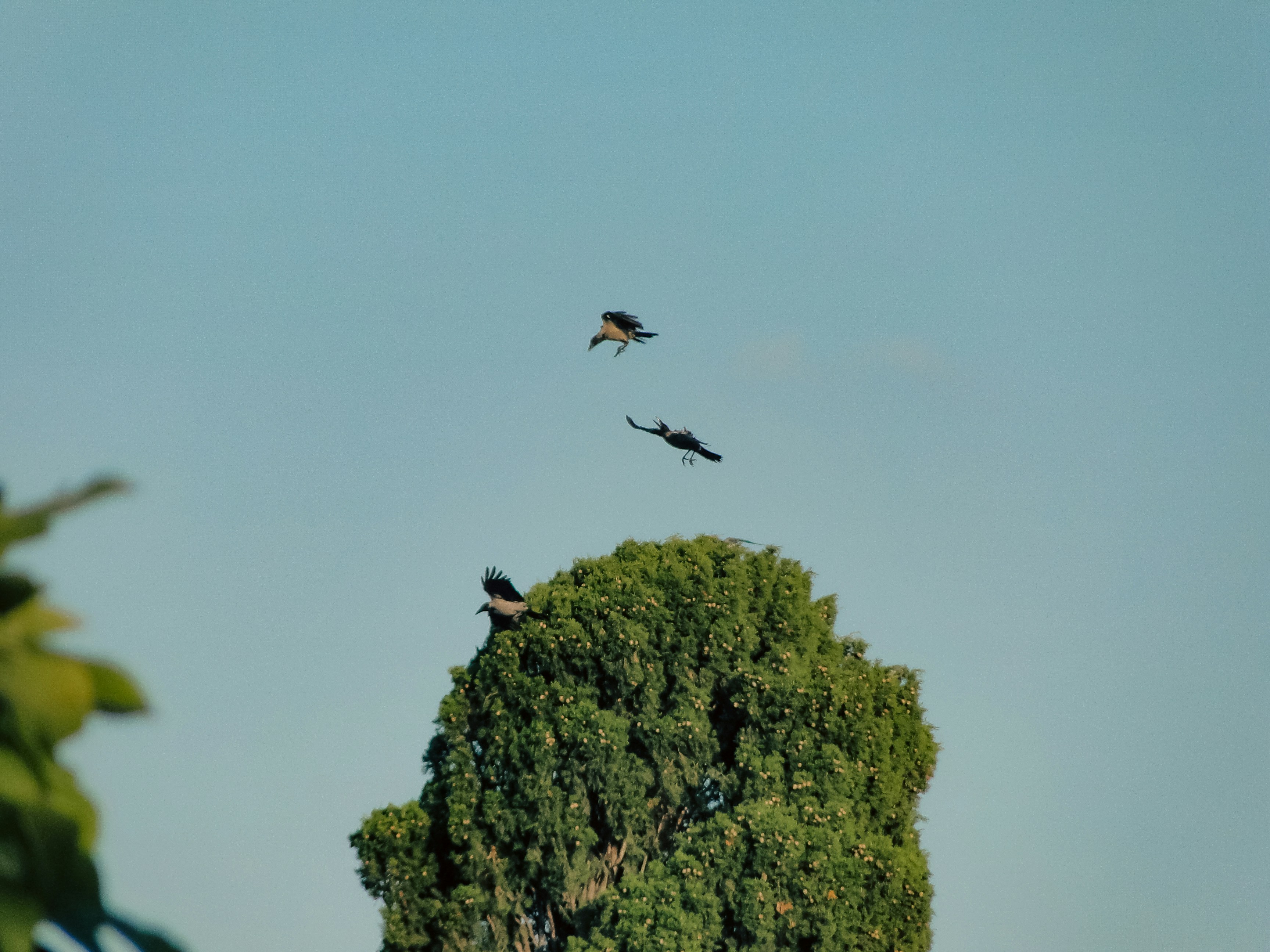 Tres cuervos encapuchados volando sobre un denso ciprés verde contra un cielo despejado