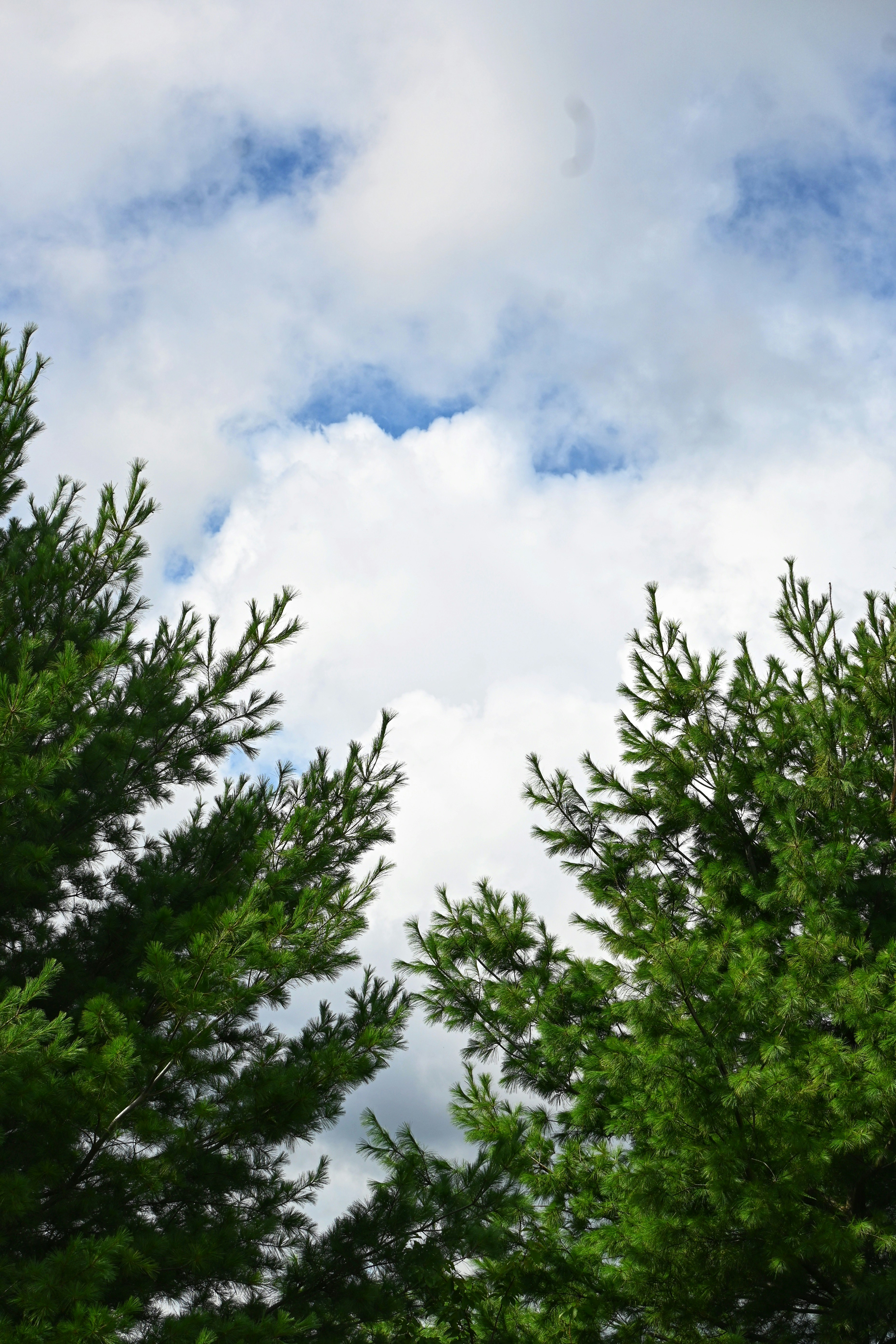 Green pine tree branches framing a bright blue sky with white clouds
