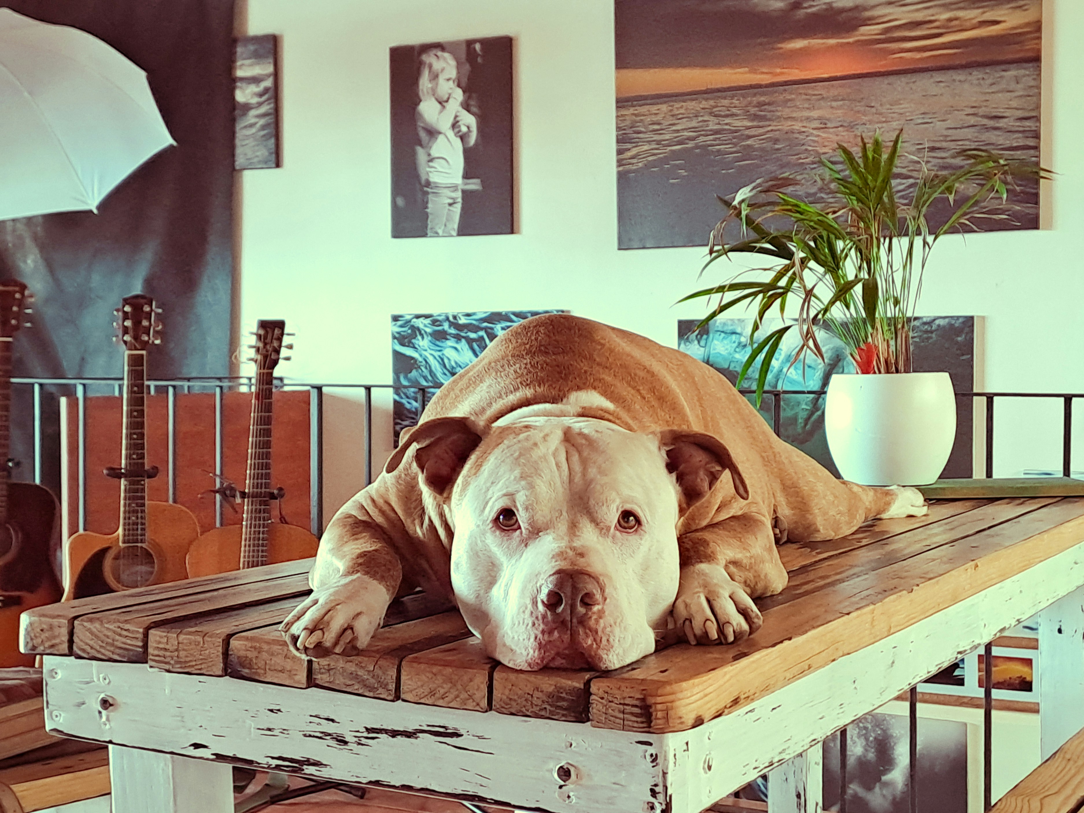 Entre Chiens et Chats (Montmorot) — Montmorot