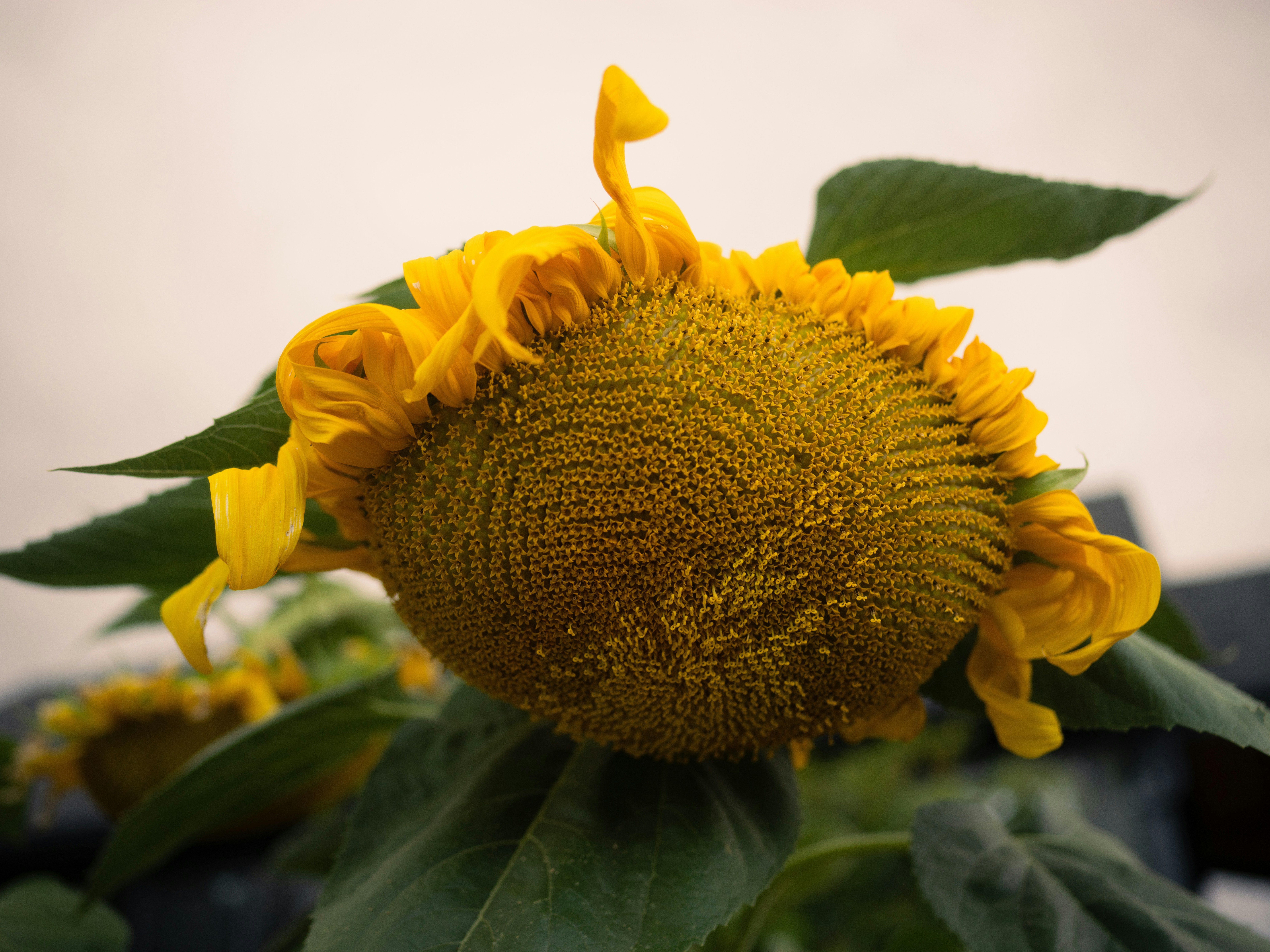 A large yellow sunflower head with green leaves against a pale sky