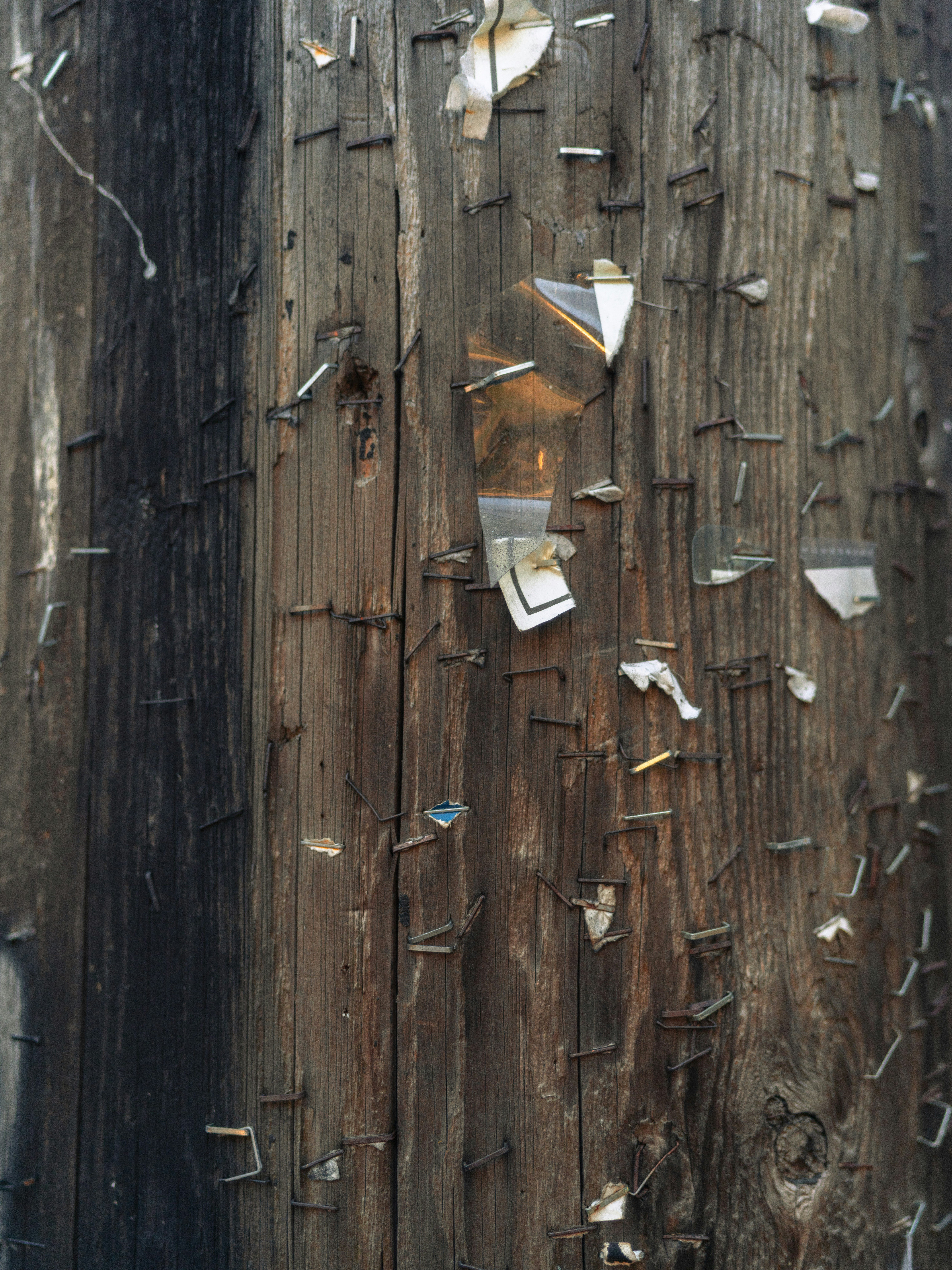 A weathered wooden utility pole covered in numerous rusted metal staples and paper scraps