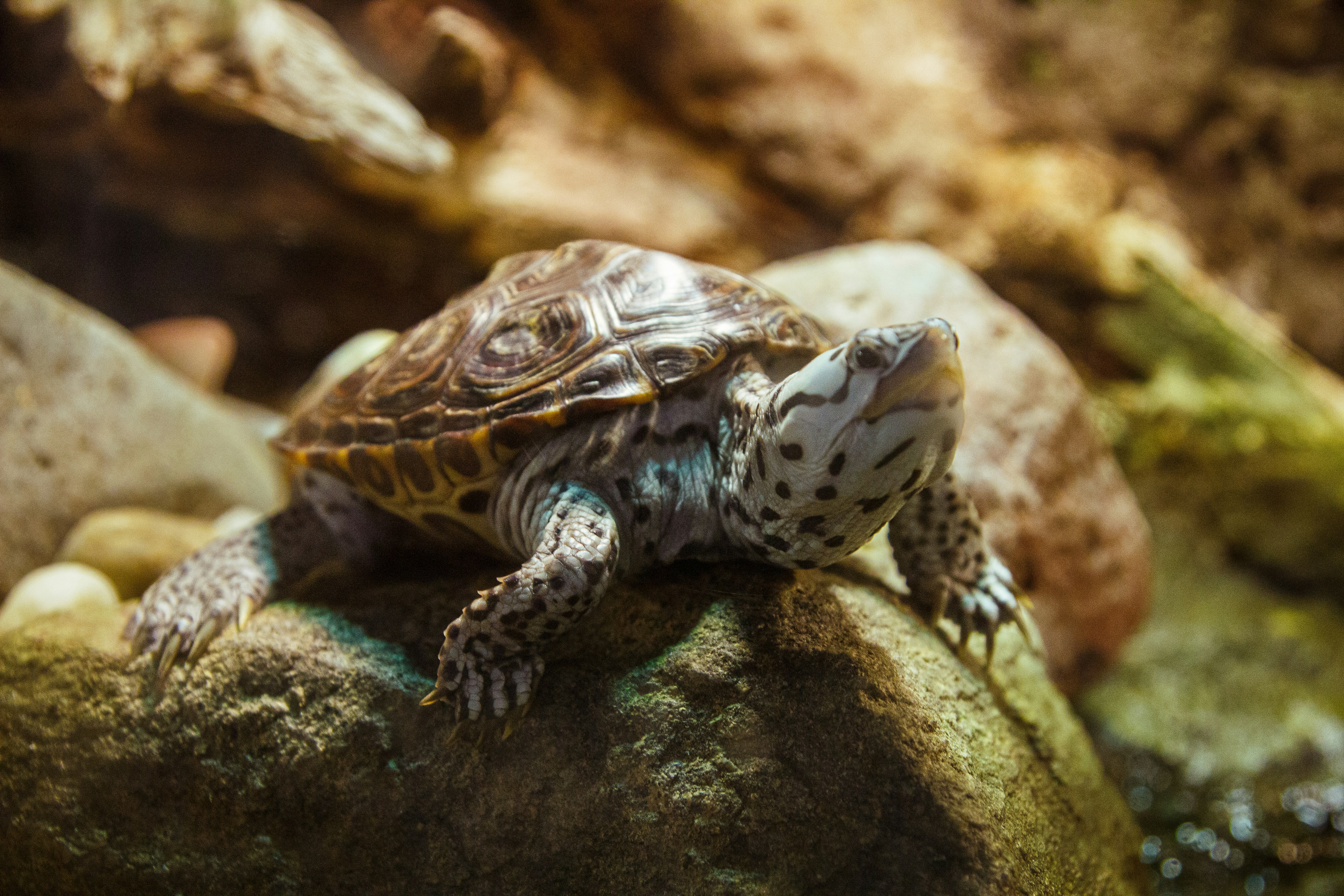 Diamond-backed terrapin on a rock