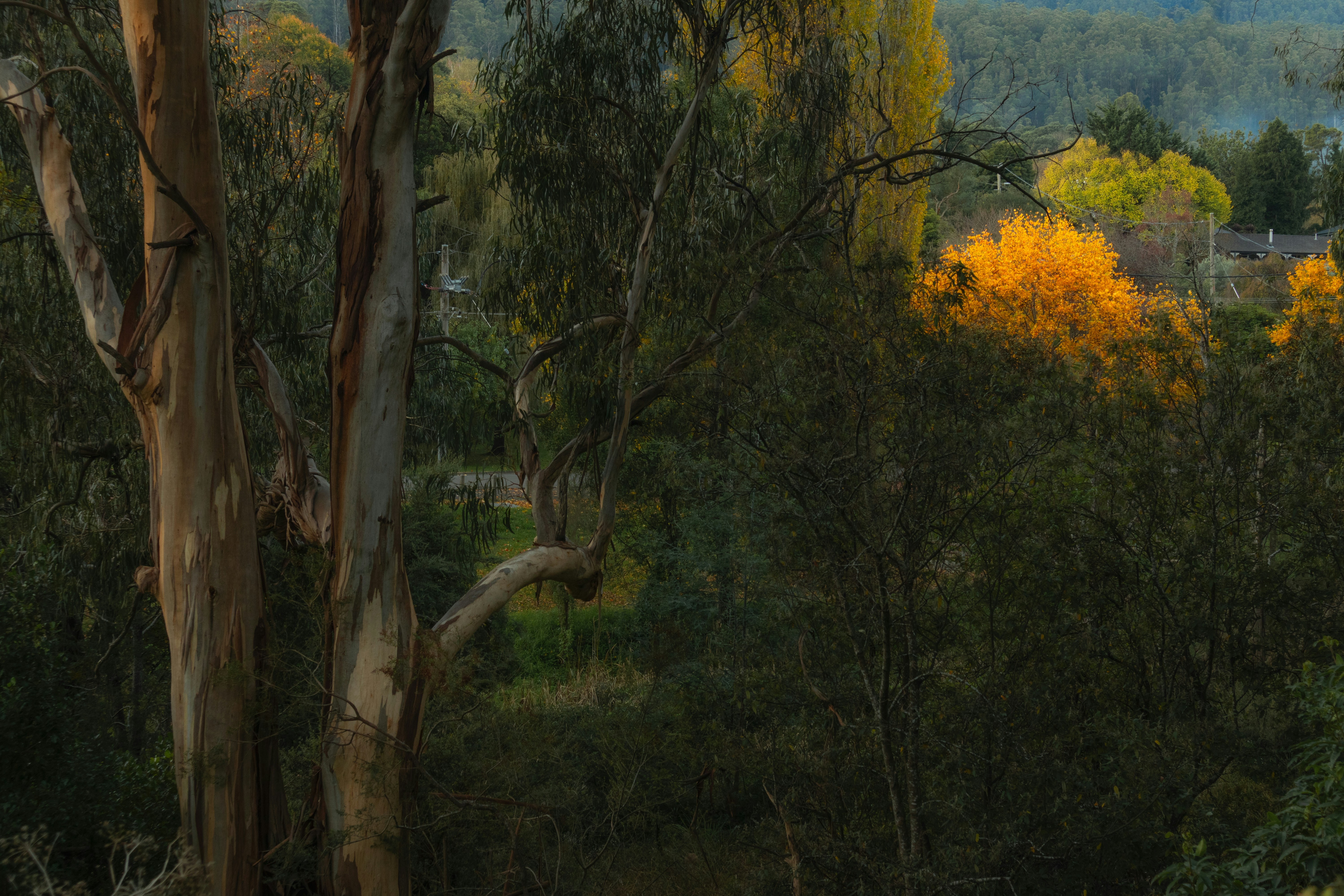 Tall eucalyptus trees with peeling bark