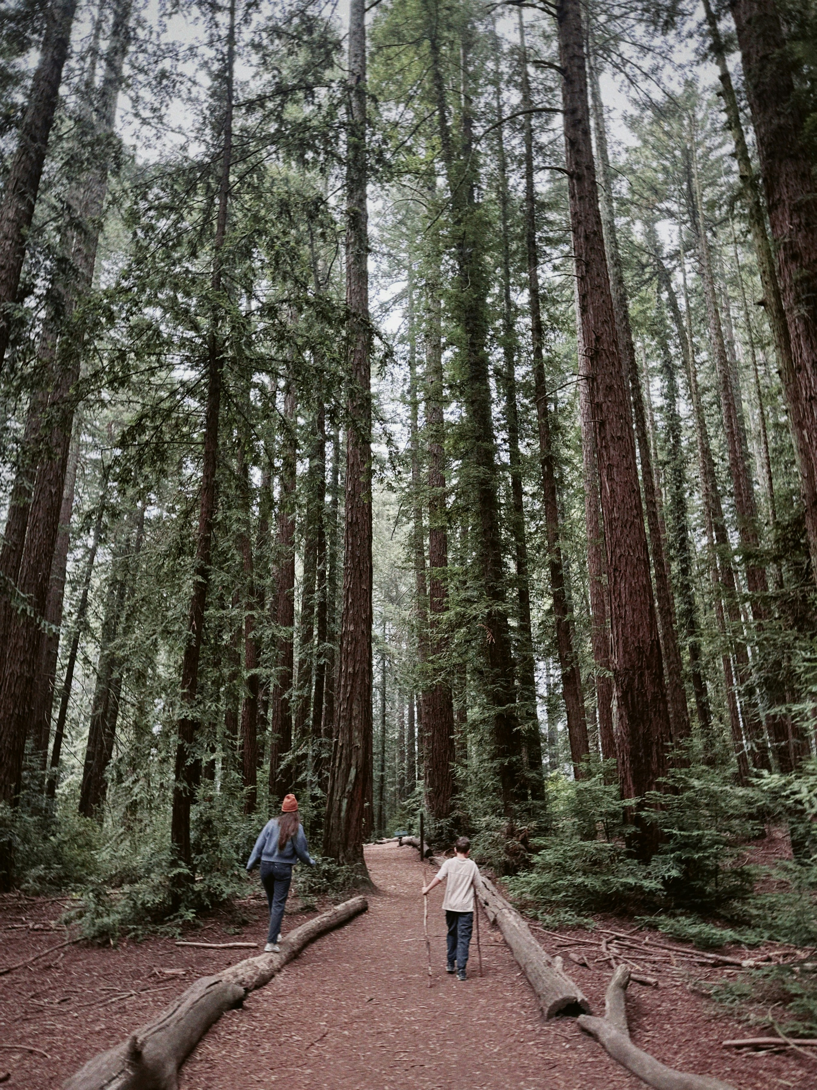 Uma mulher e uma criança caminhando por um caminho de terra entre altas sequoias