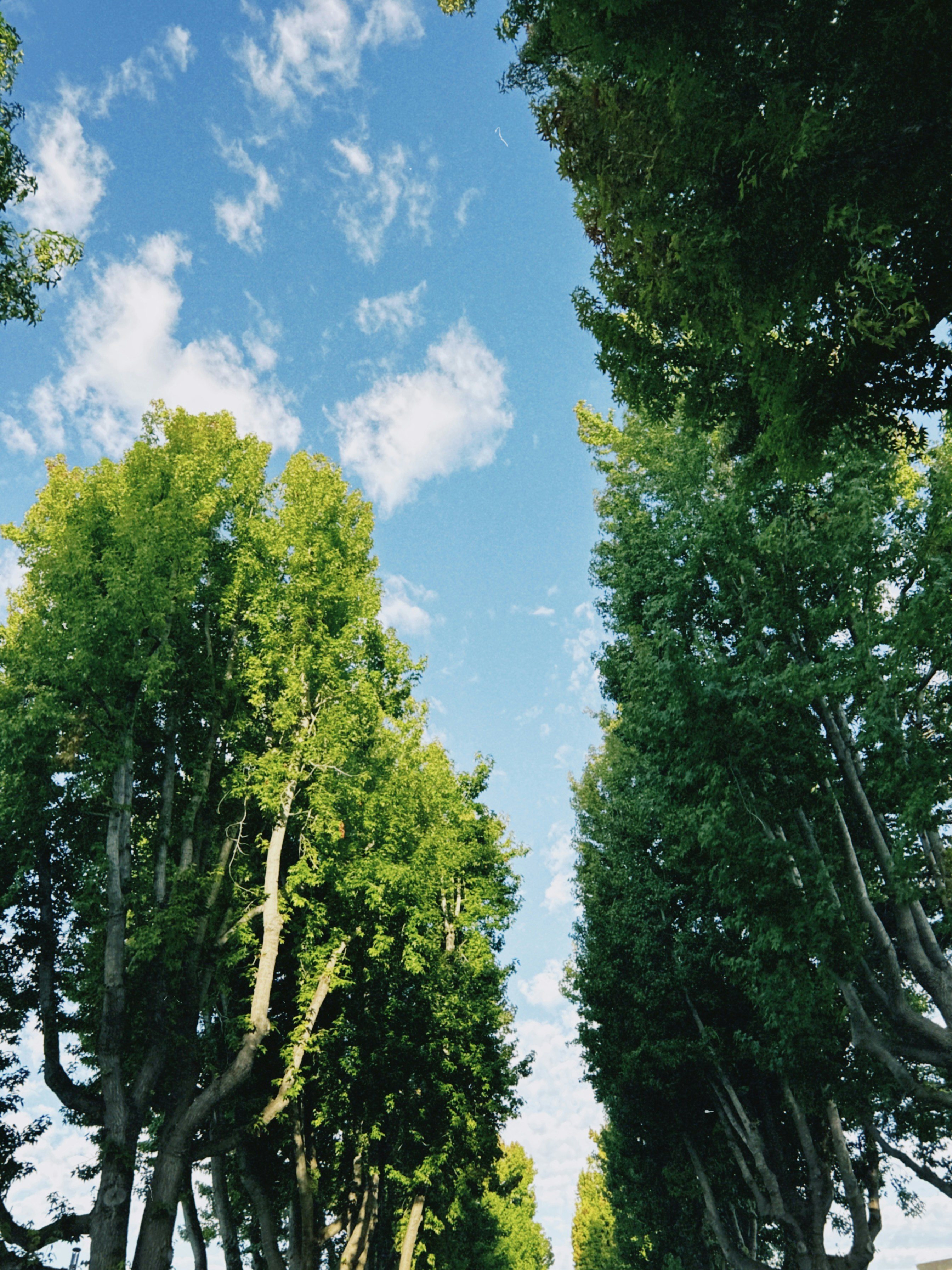Árvores altas e verdes alinhadas em um caminho sob um céu azul brilhante com nuvens