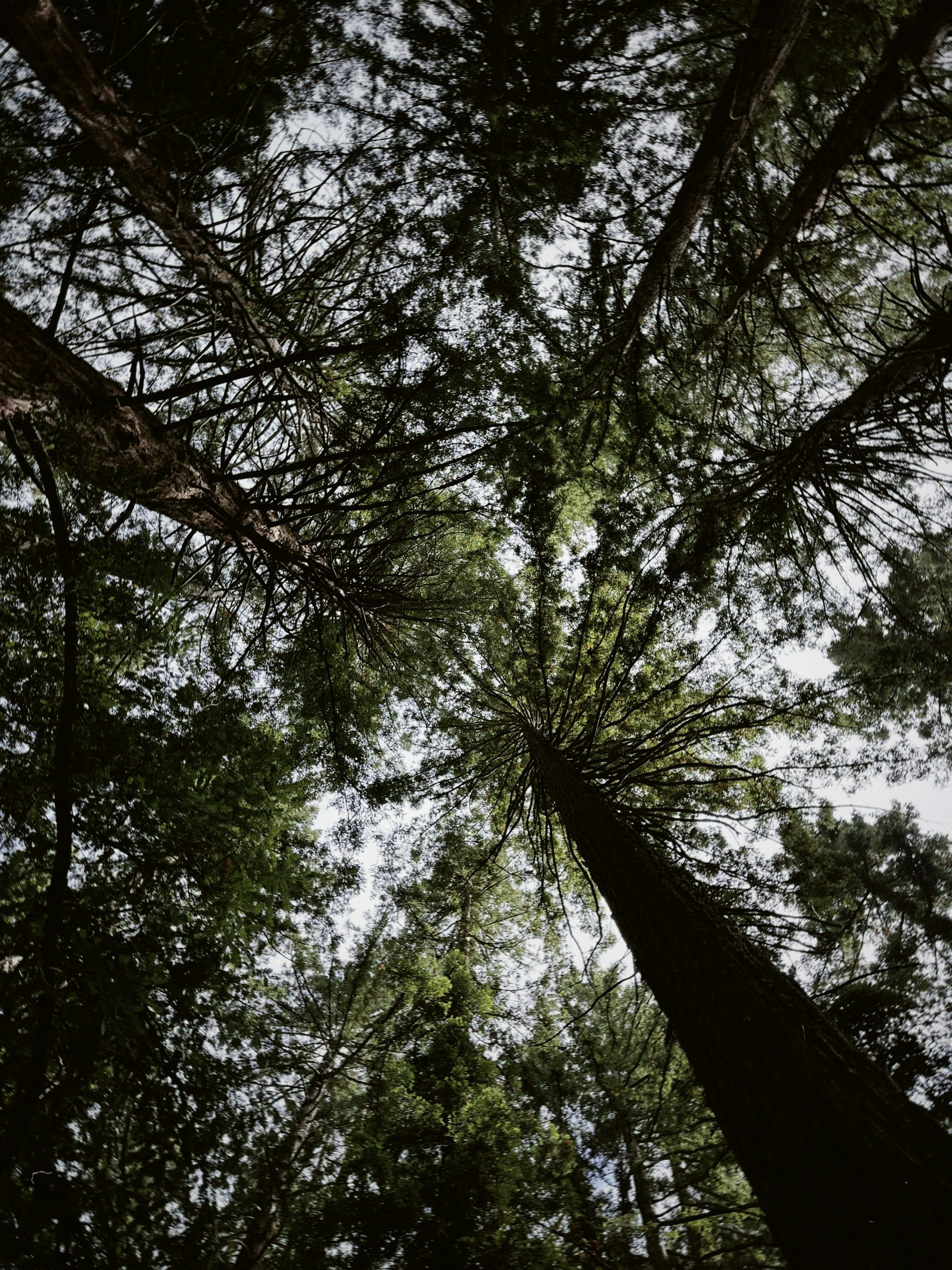 Árvores perenes altas se estendendo em direção a um céu claro em uma floresta densa