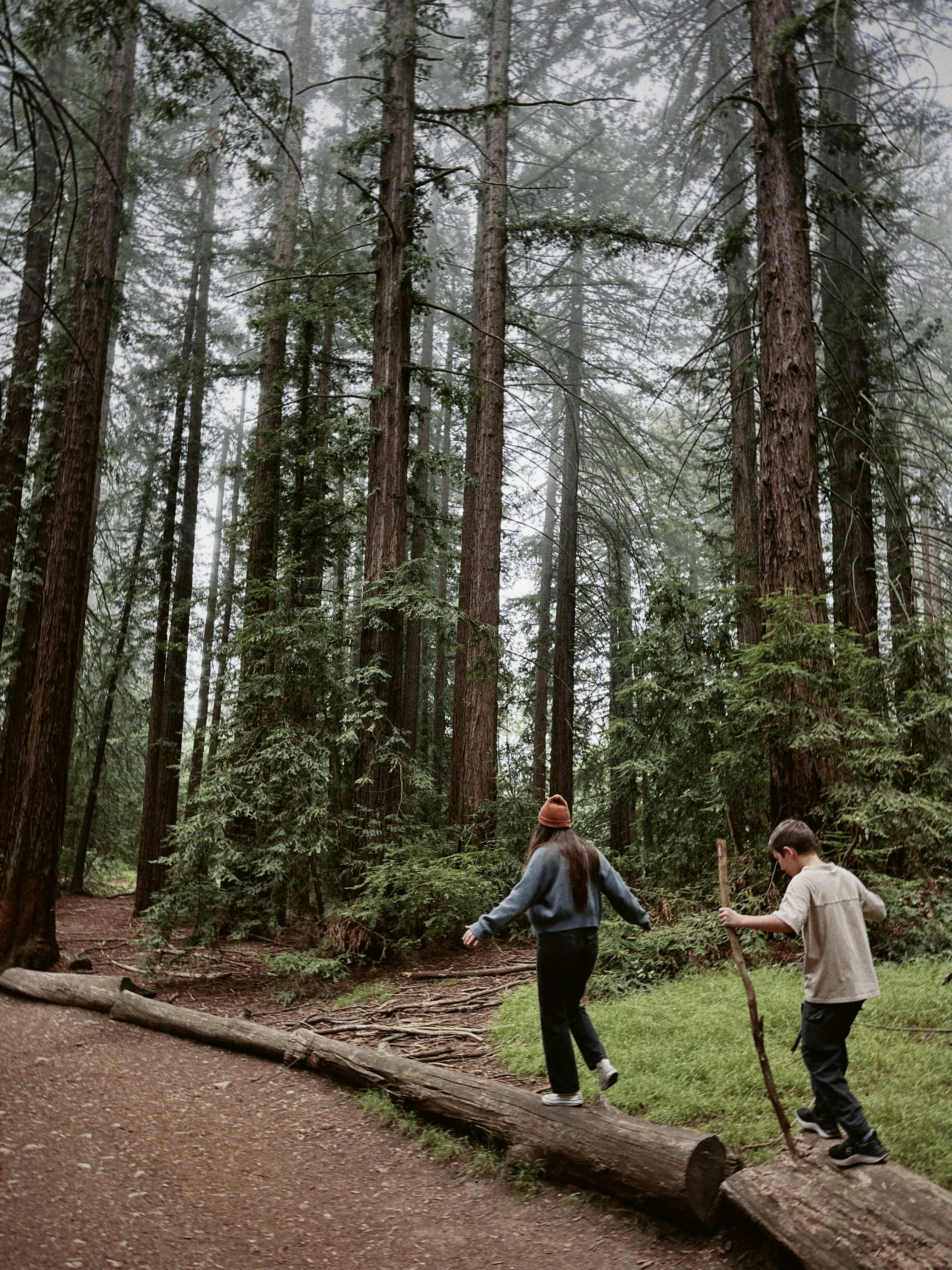 Duas pessoas equilibradas em troncos em um caminho por uma floresta alta de sequoias