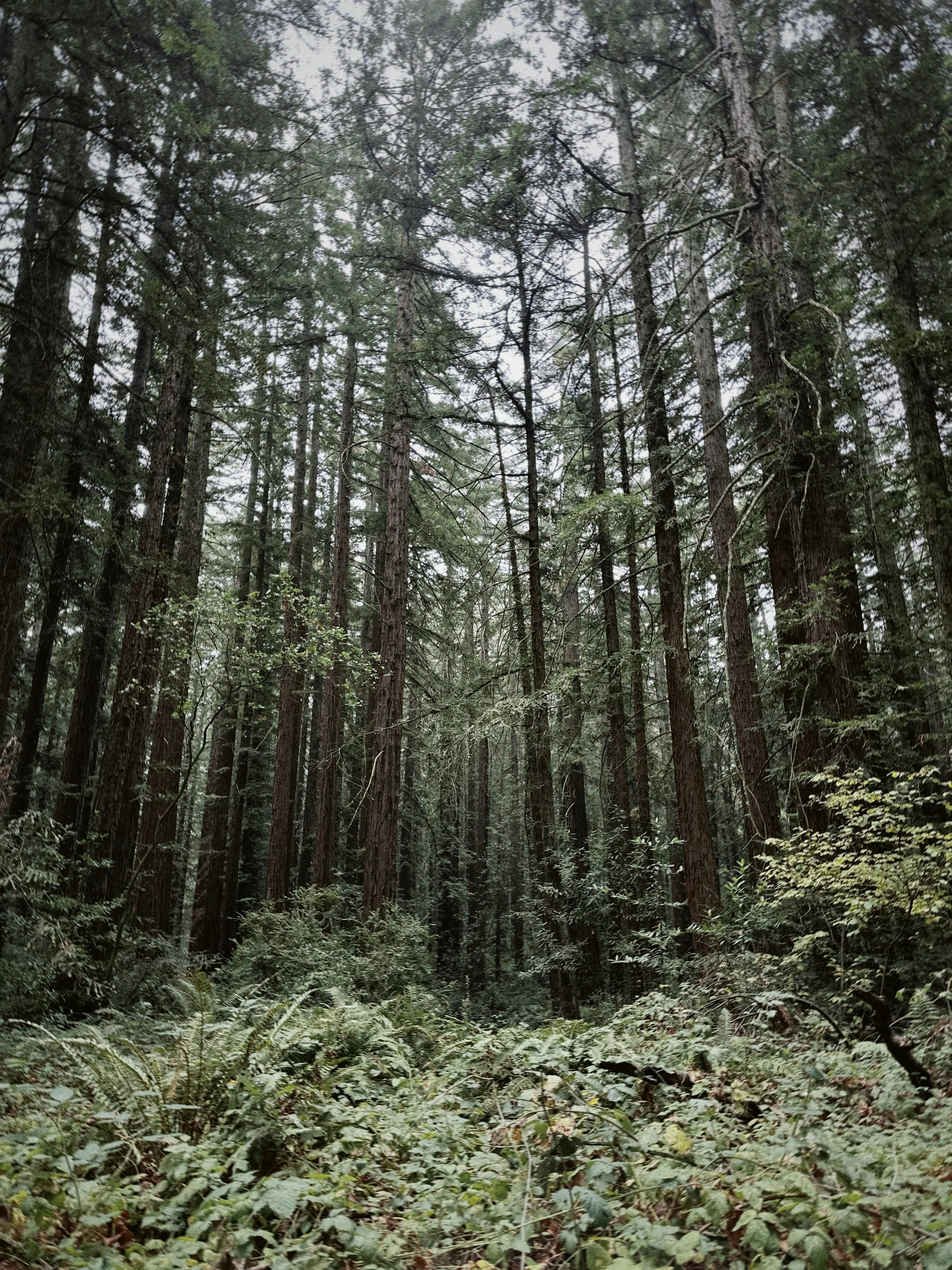 Altas sequoias em uma floresta densa com samambaias no chão