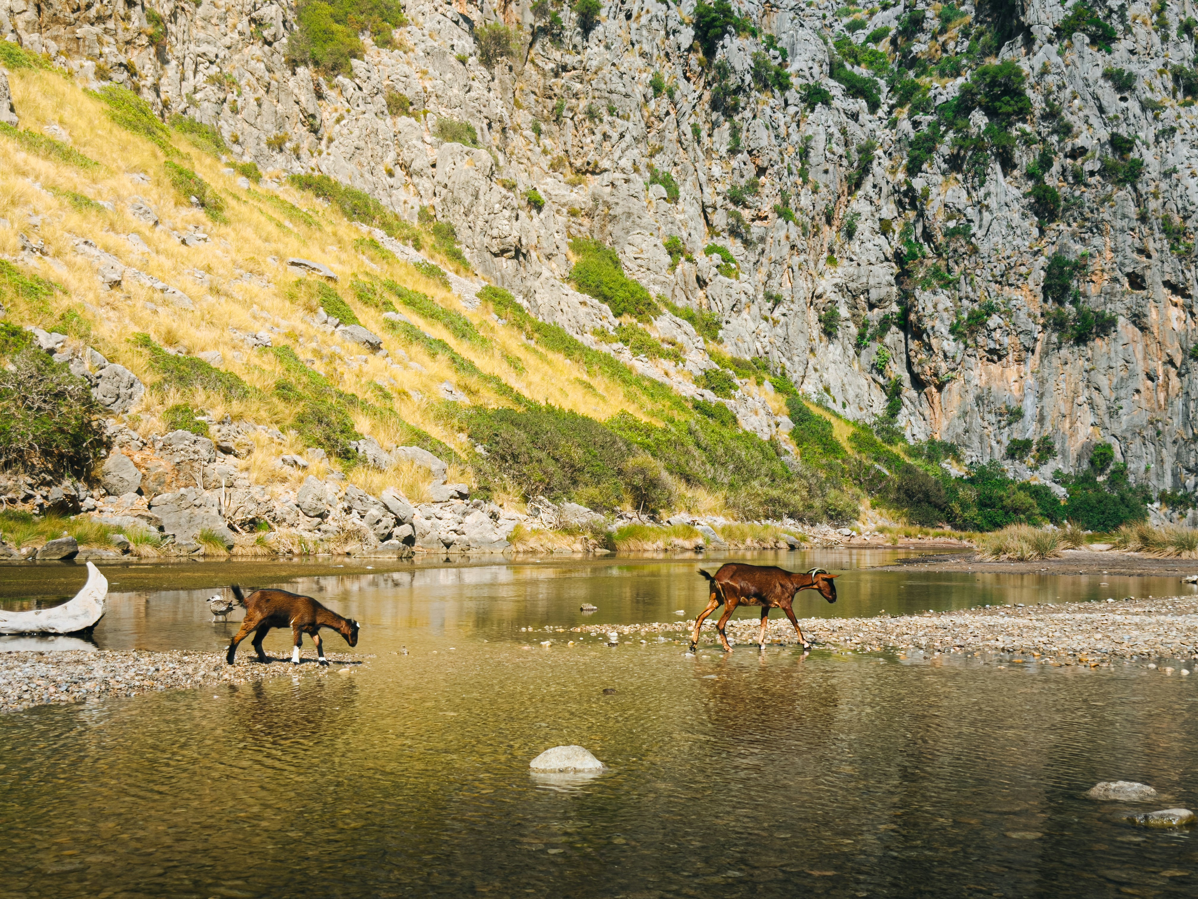 Two brown goats walking through a shallow river below a steep rocky cliff