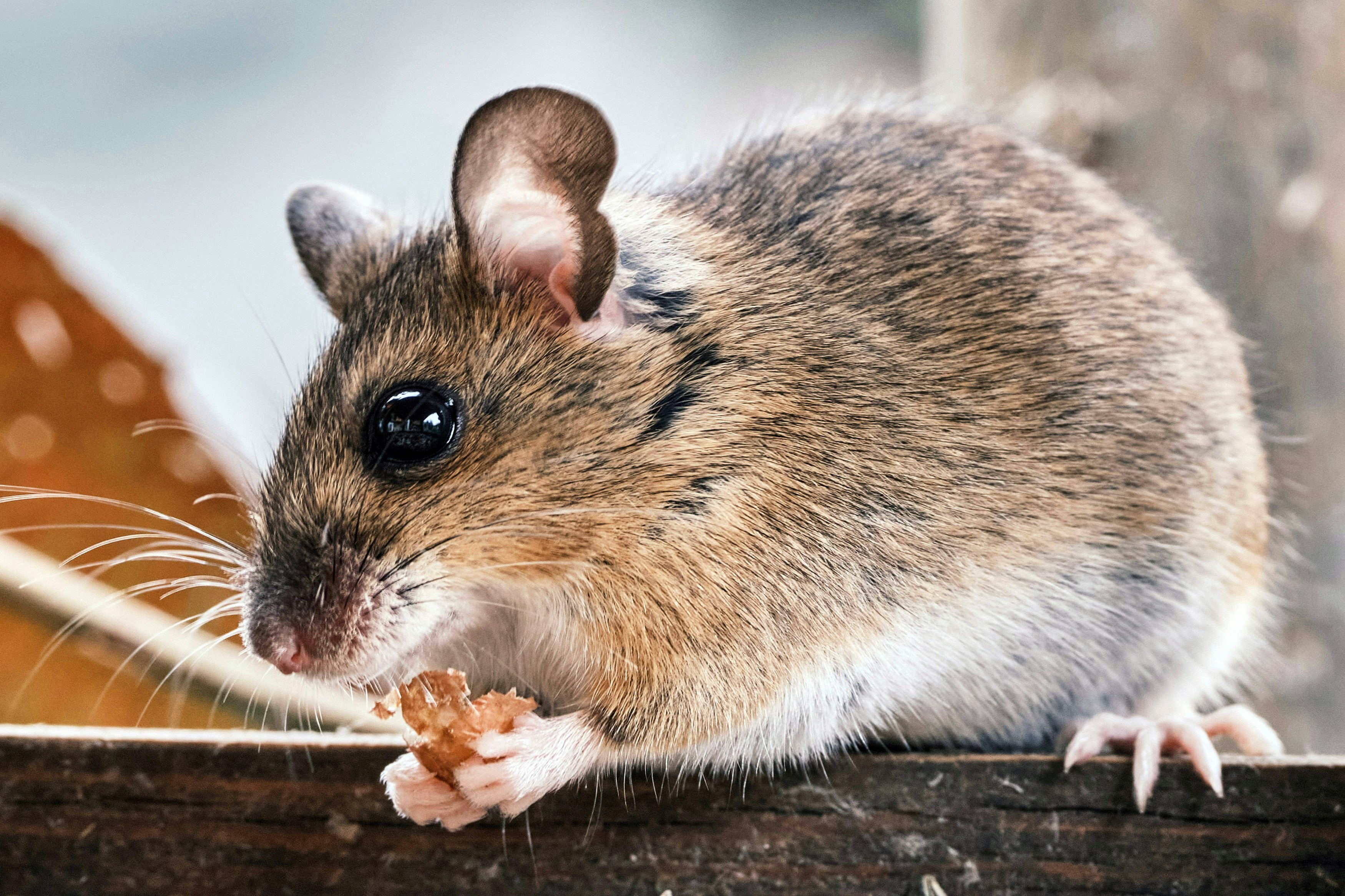 A brown mouse holding a small piece of food on a wooden surface
