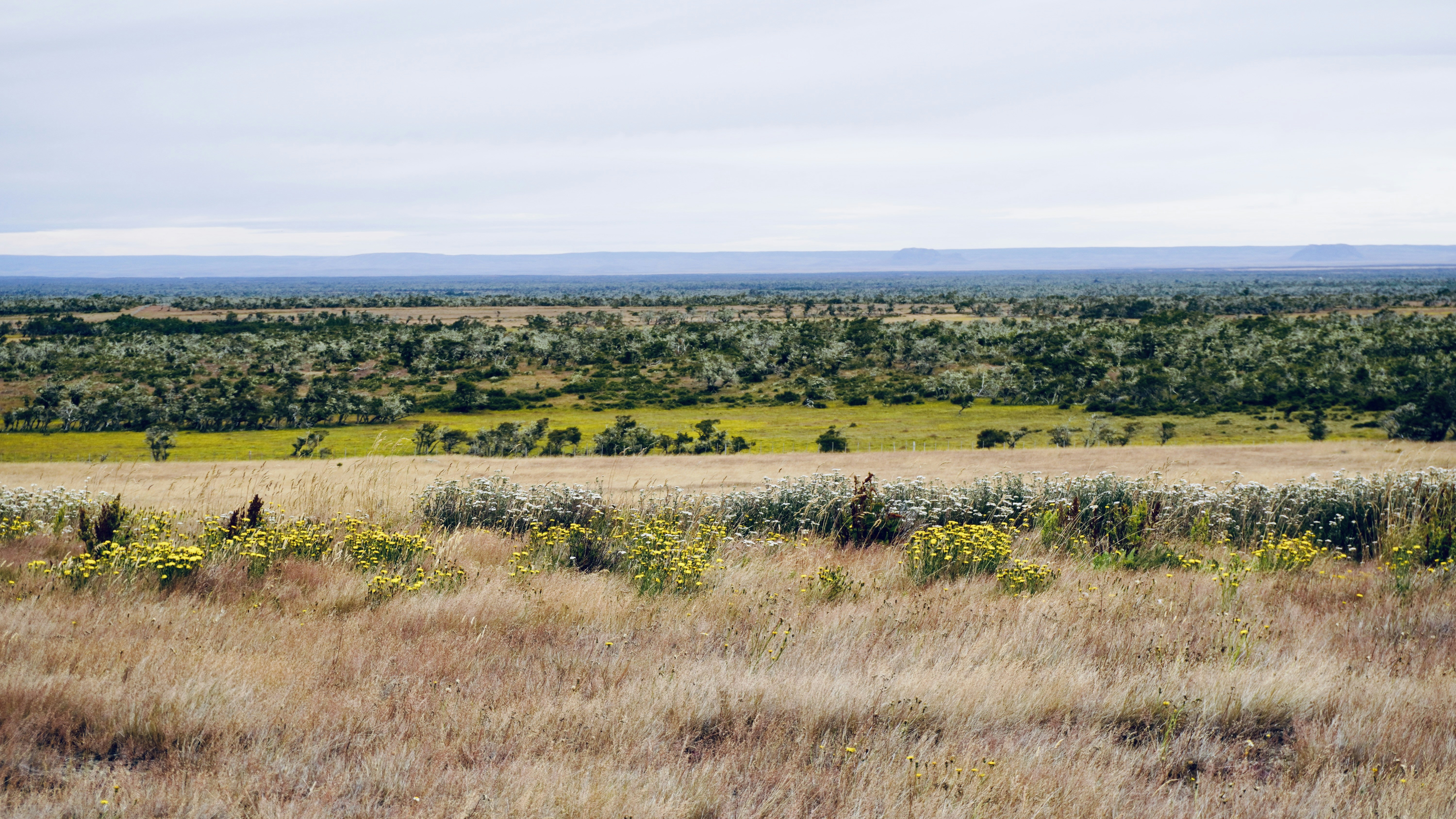 Yellow wildflowers in a dry grassy field with a distant forest under clouds