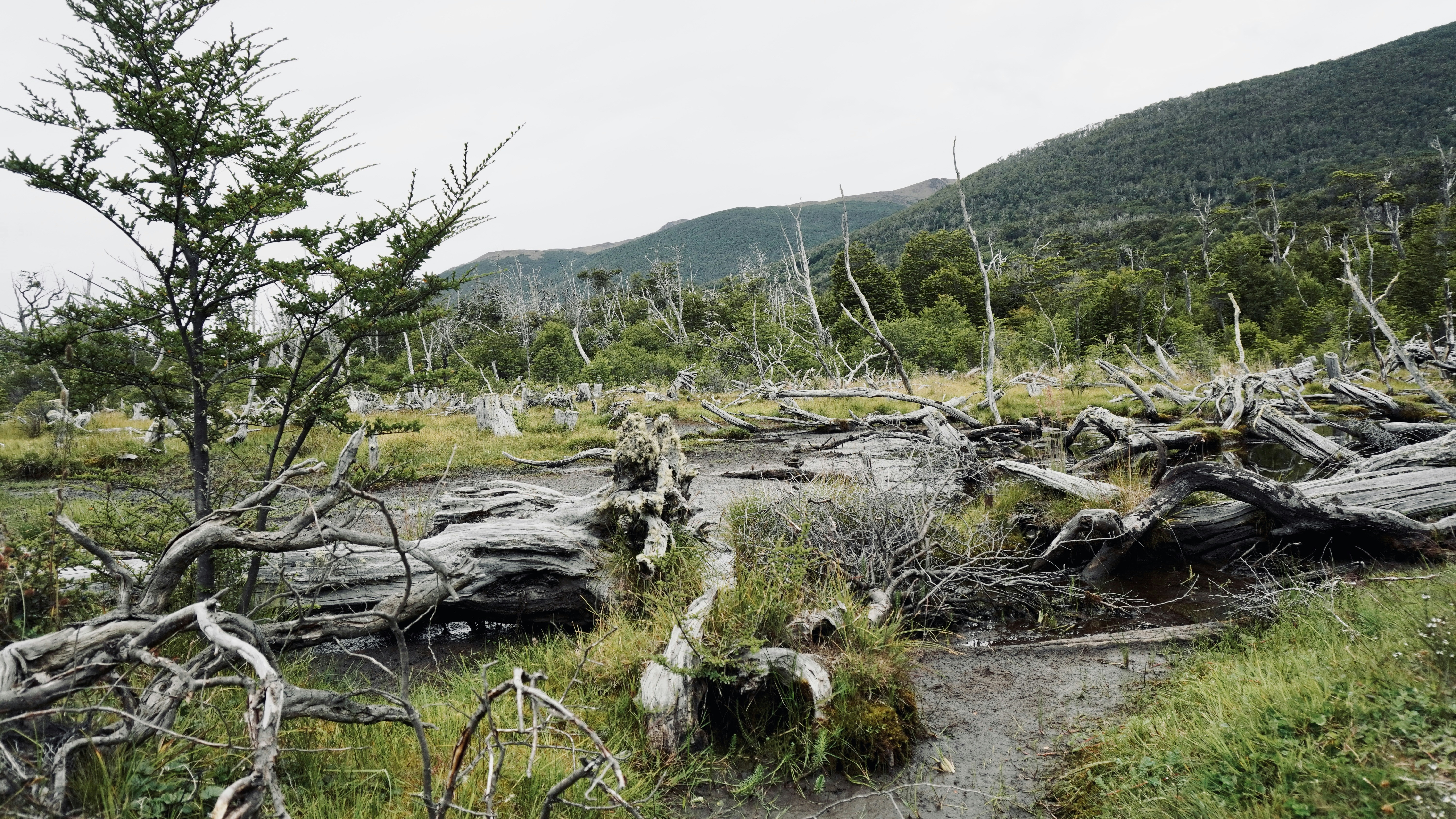 Fallen grey tree trunks in a marshy meadow below a forested mountain slope