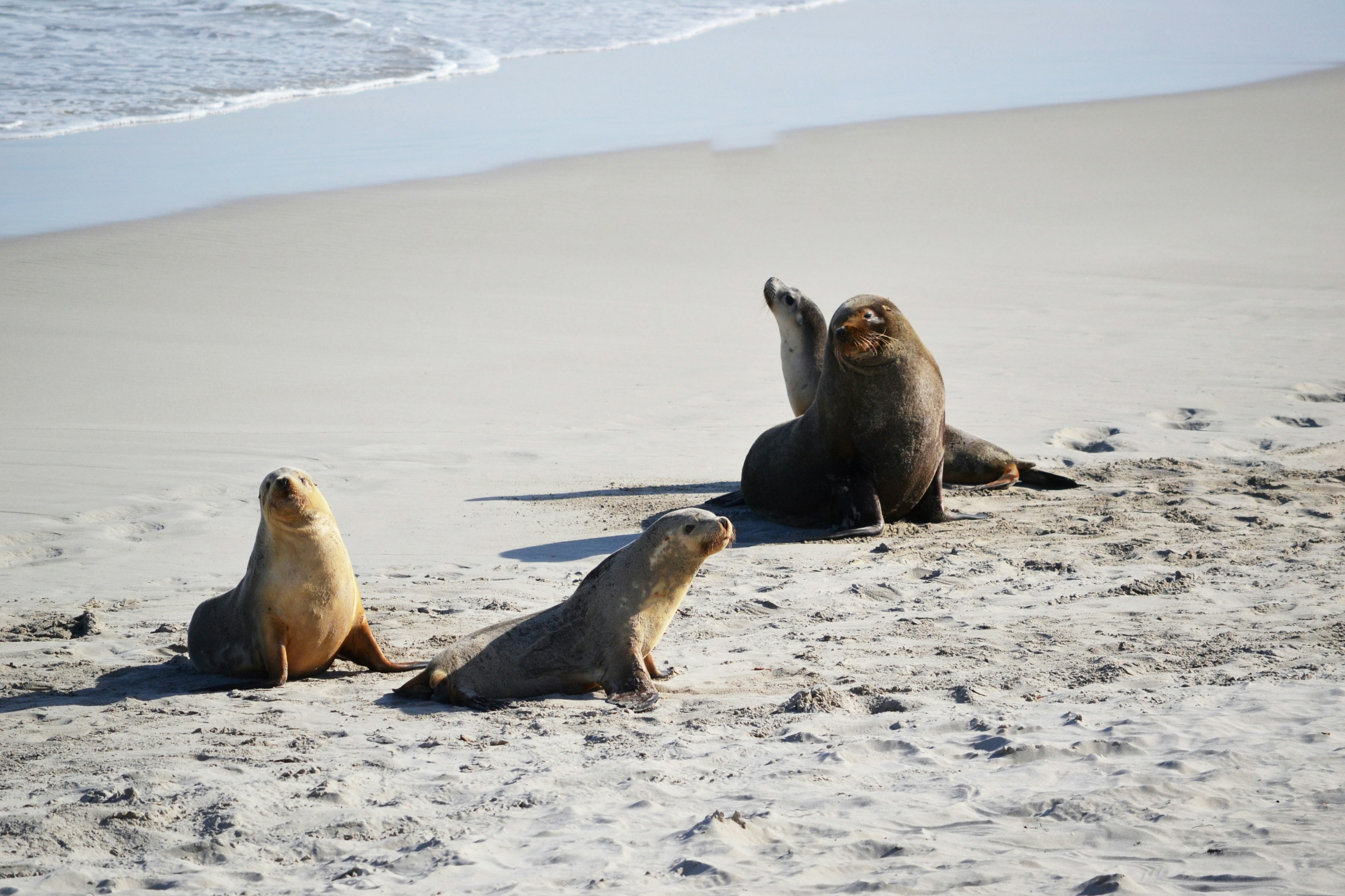 Four sea lions on a sandy beach near the ocean surf