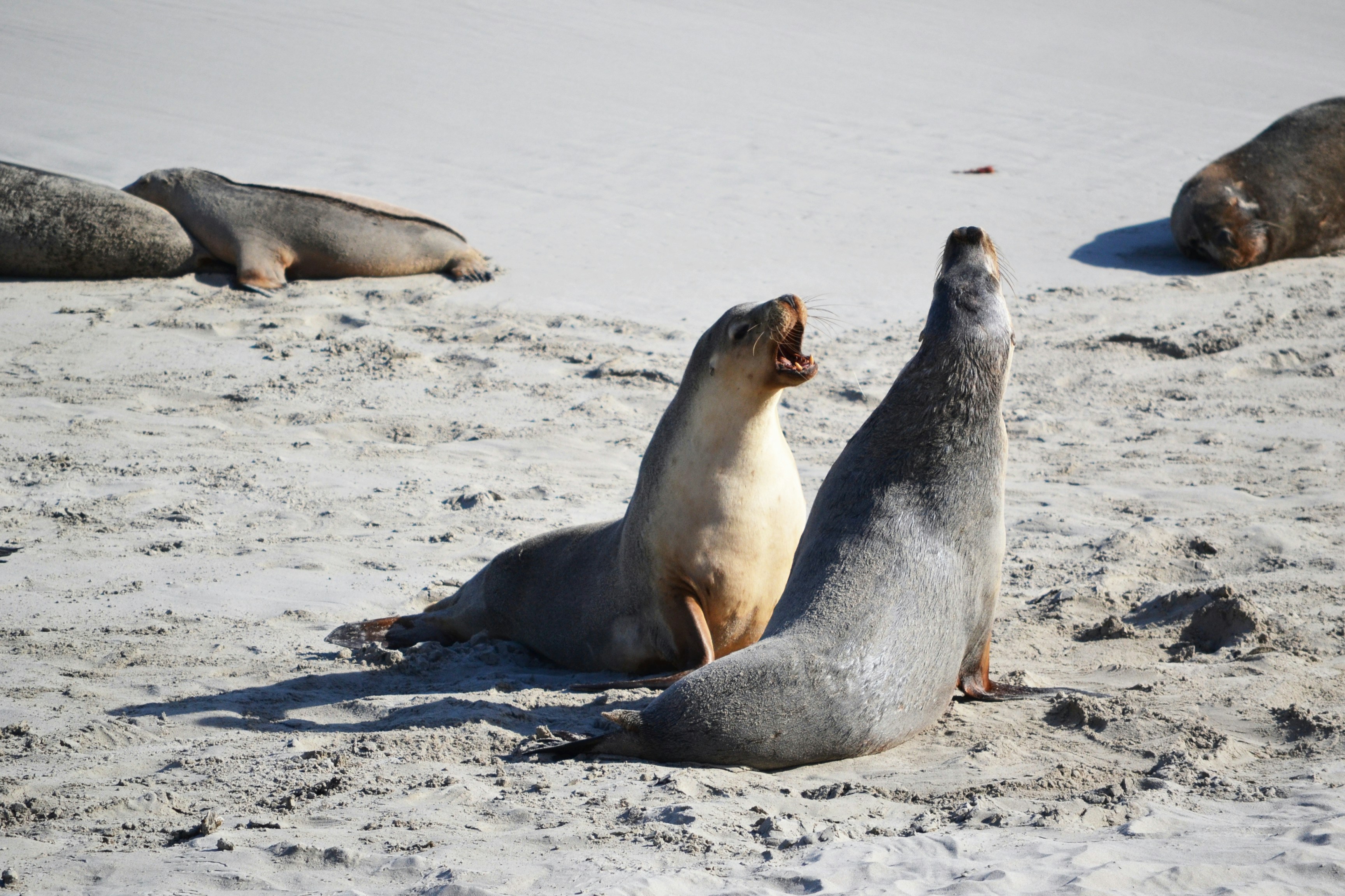 Two sea lions interacting on a sandy beach with others resting nearby