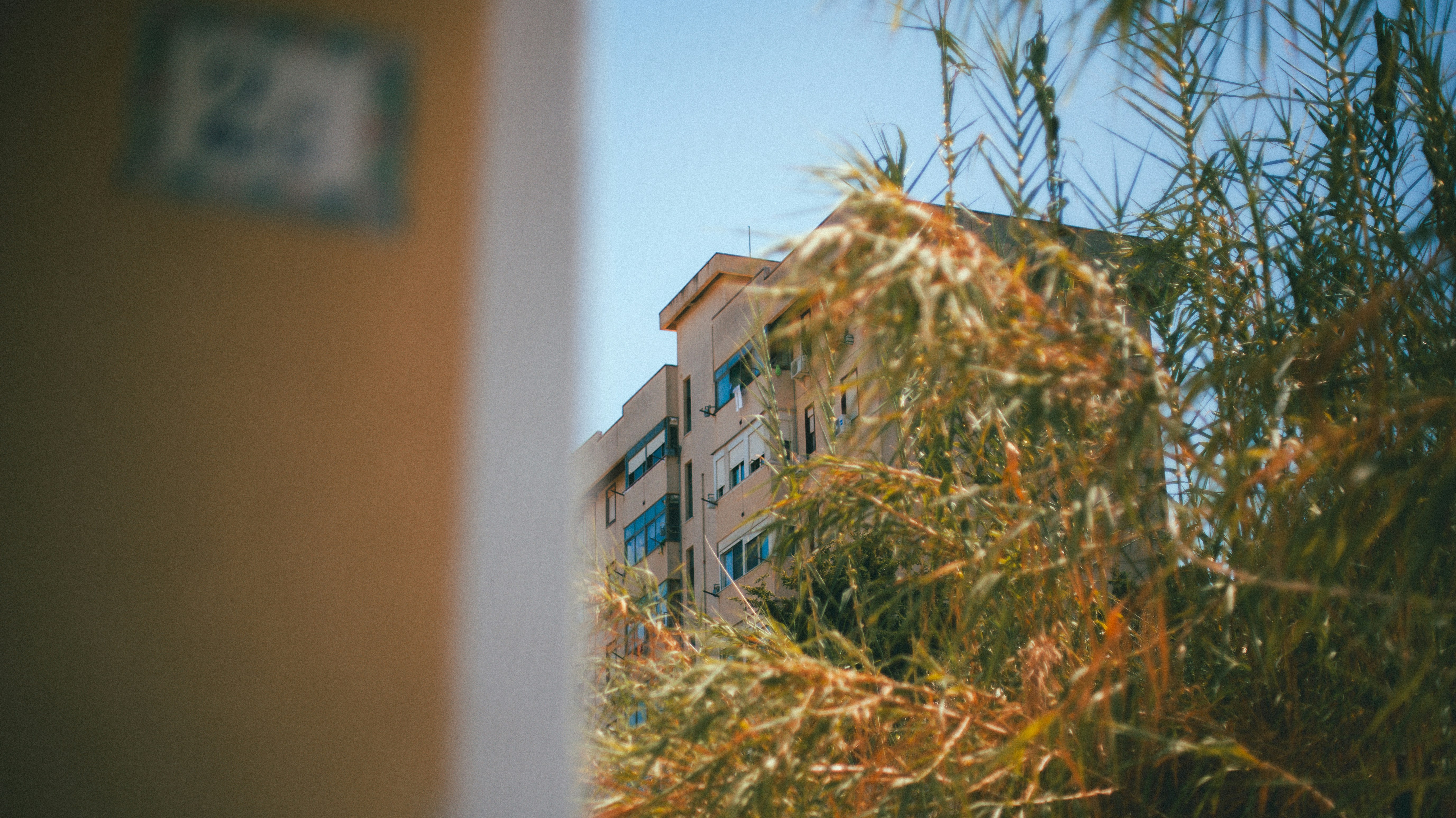 An apartment building seen through tall grass and a blurred foreground in Palermo, Italy