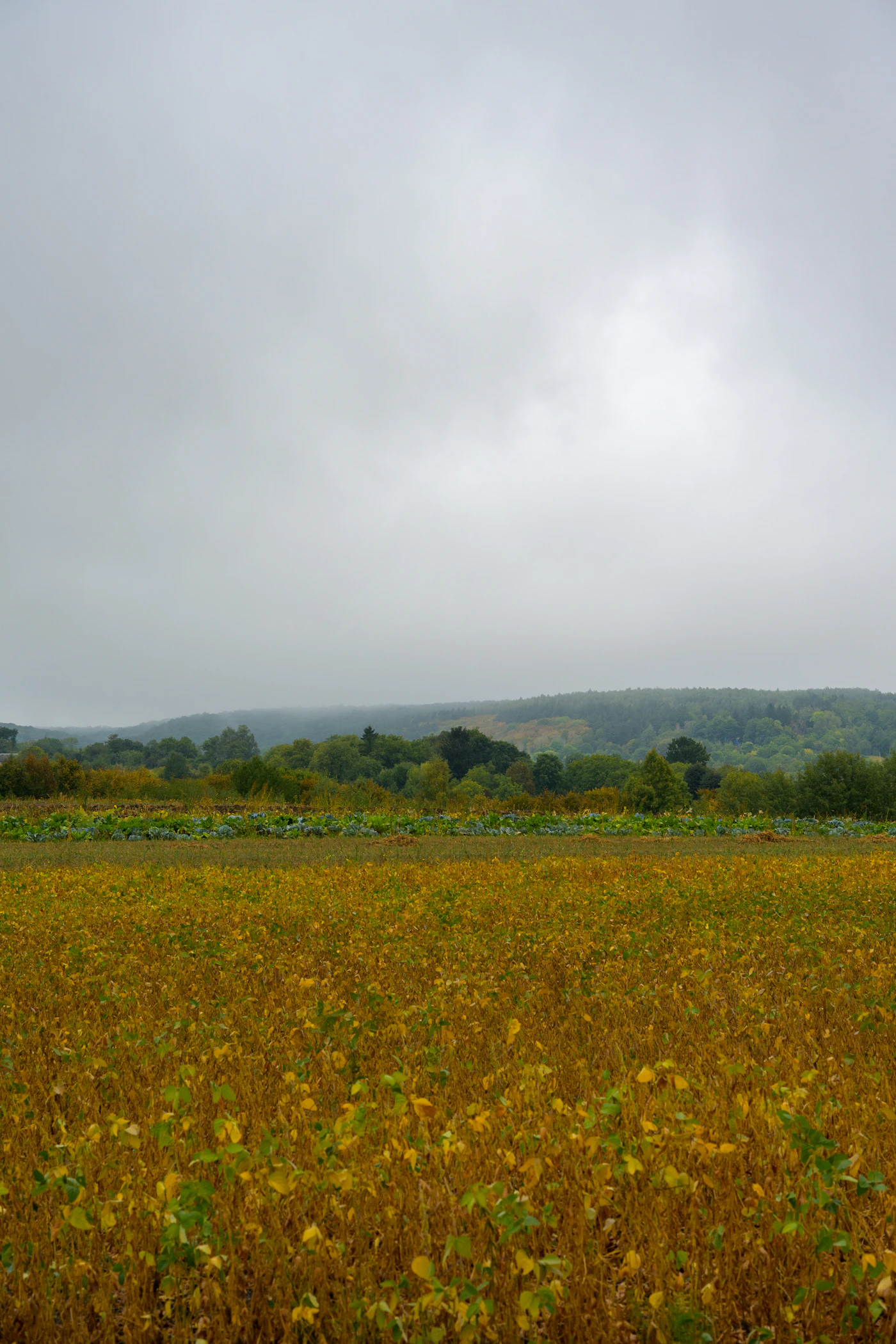 Soybeans Yellow No. 2