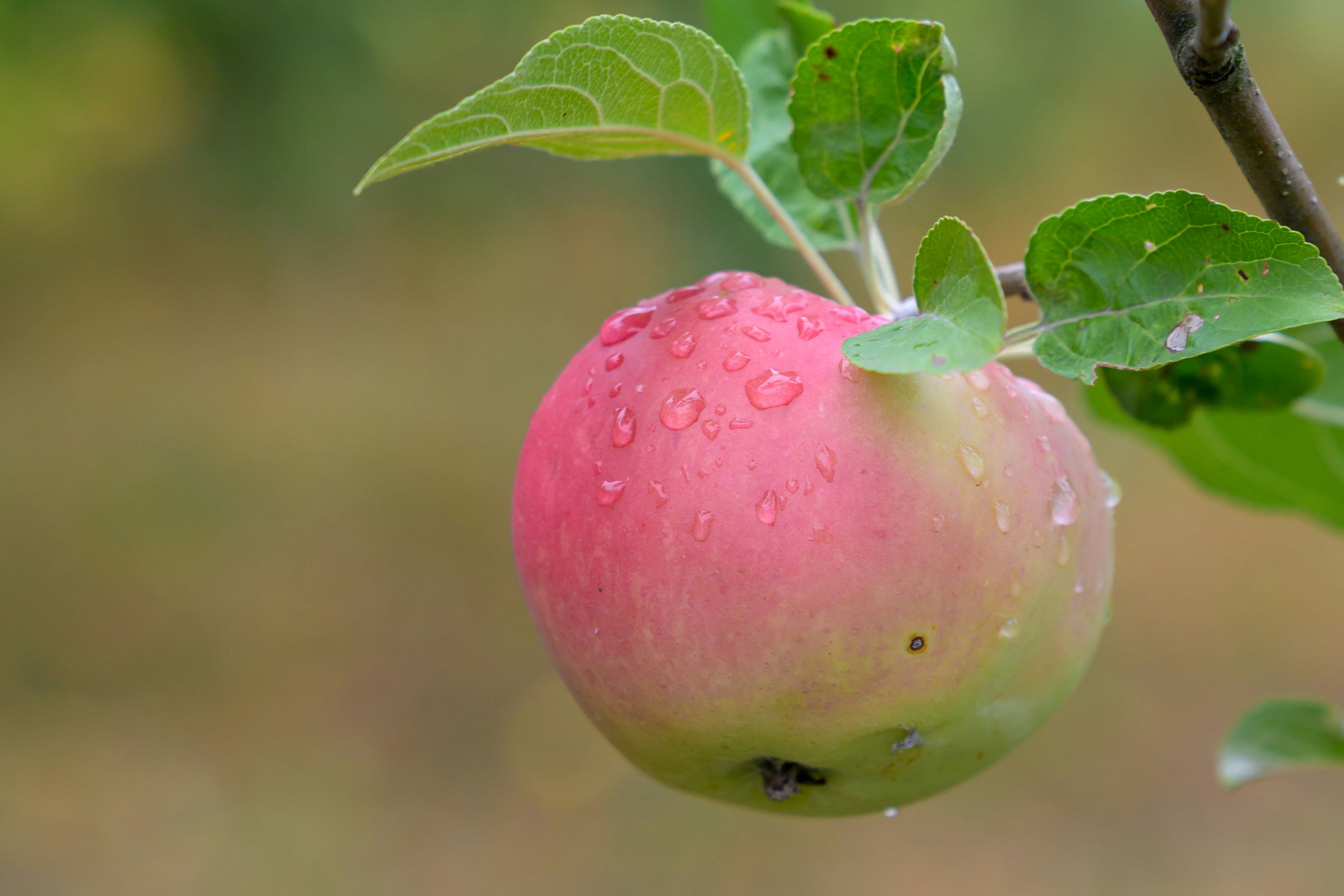 A single pink and green apple with water droplets hanging from a branch