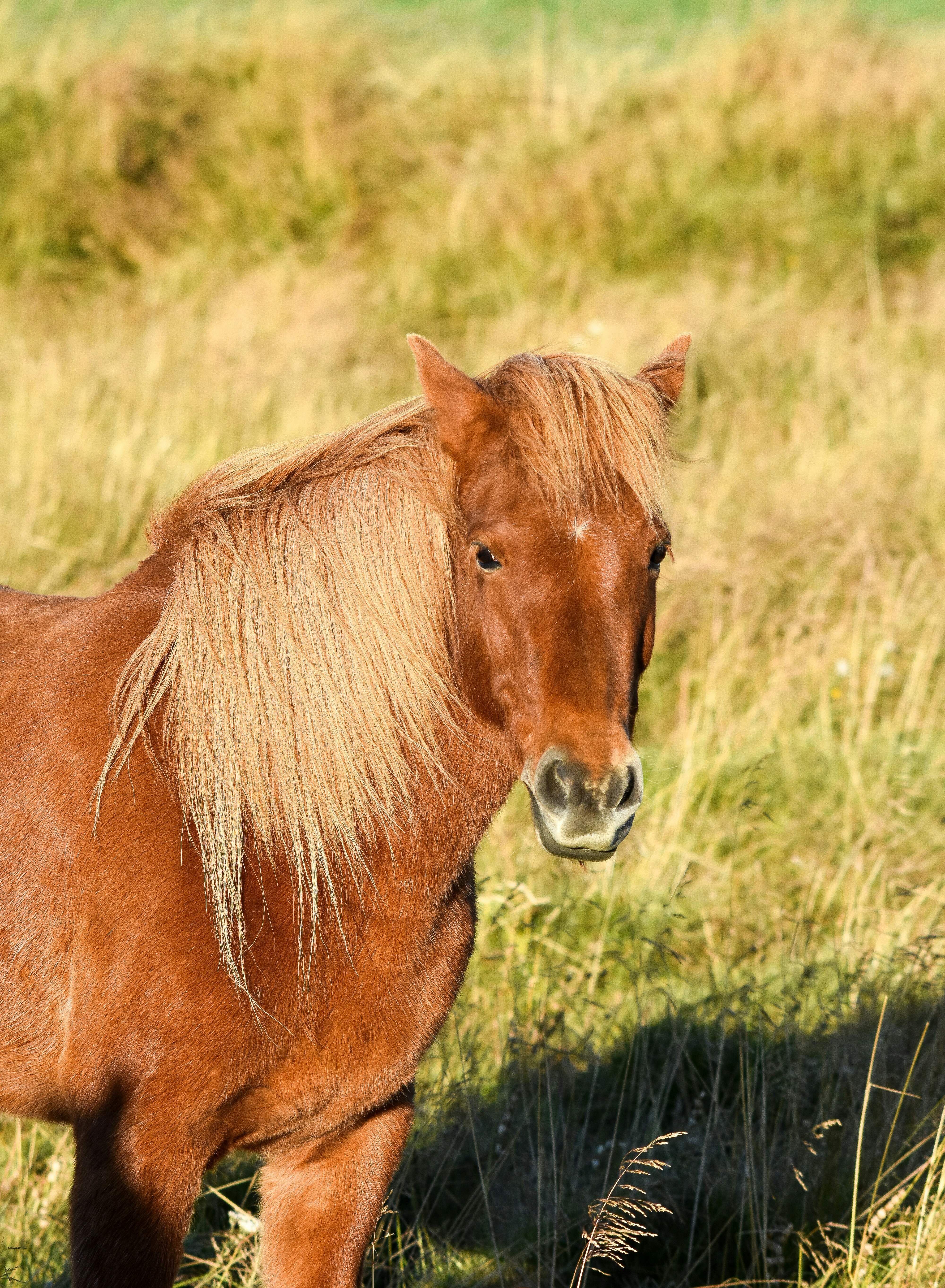 Um cavalo islandês castanho com uma crina espessa em um campo gramado