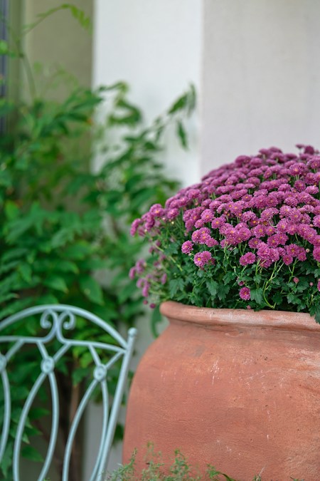 Chrysanthèmes multifleurs mauves en pleine floraison dans un grand pot en terre cuite, à l’approche de la Toussaint