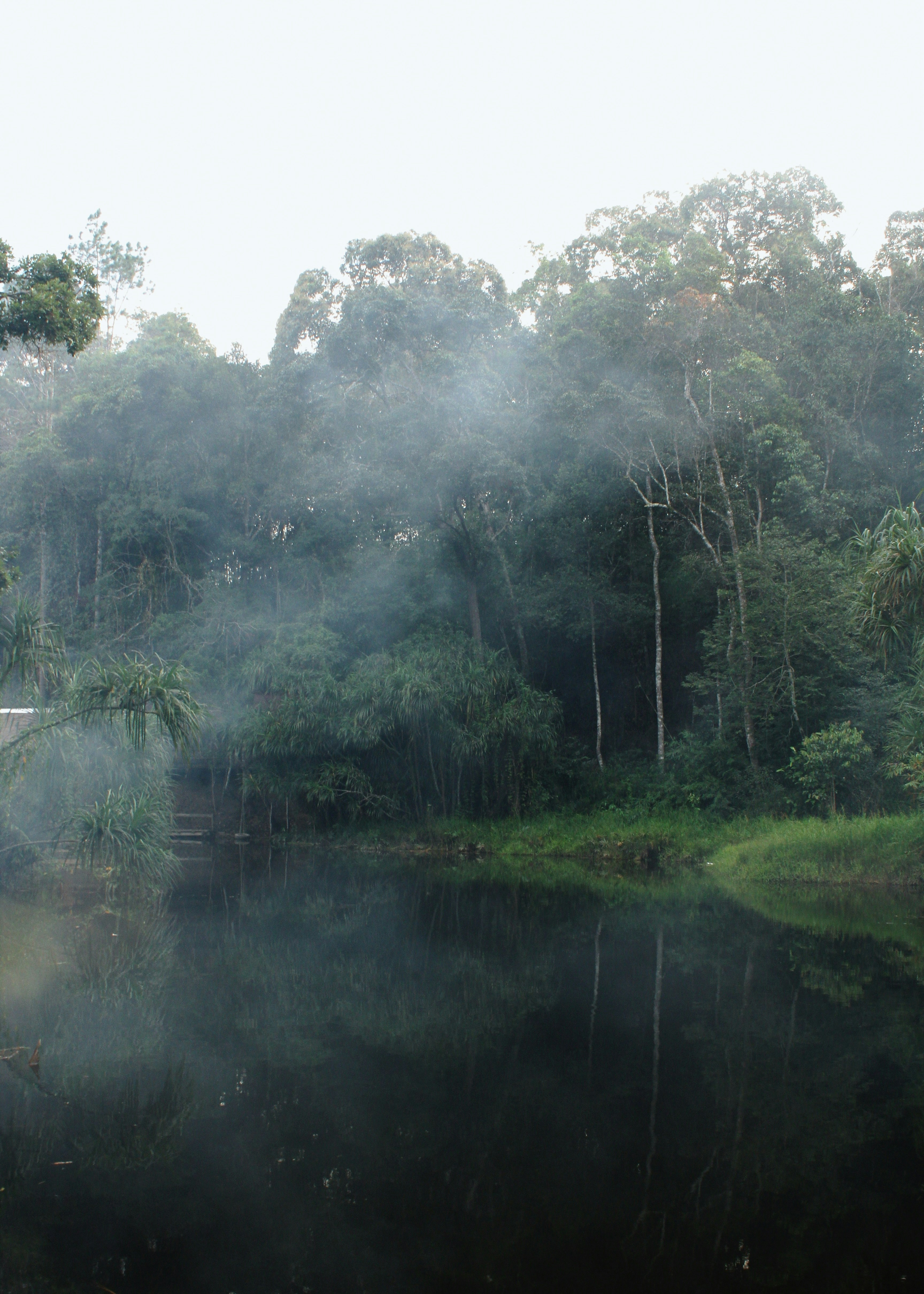 Mist drifting over a dark pond surrounded by dense green forest trees