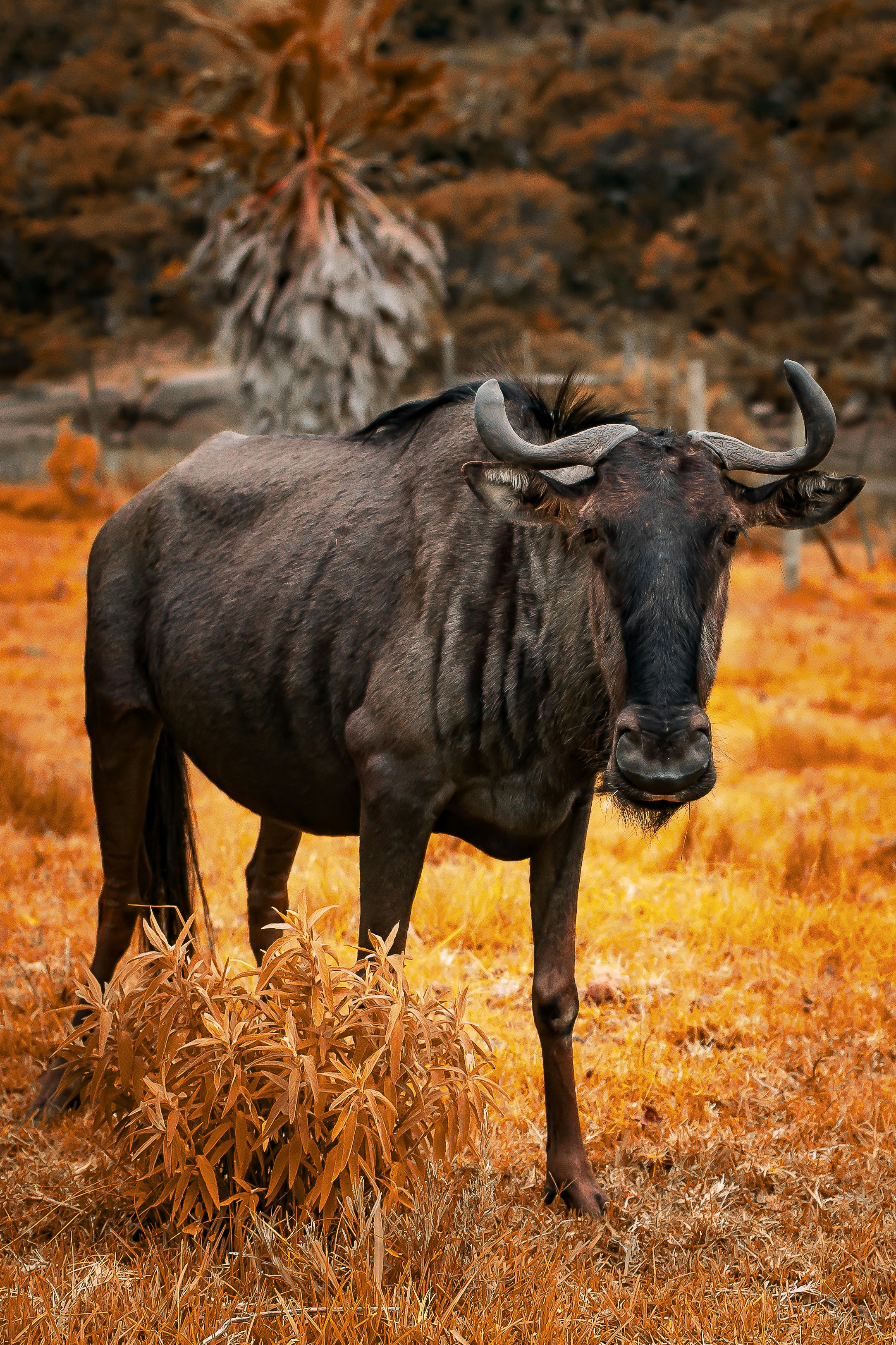 A blue wildebeest in a field of dry orange grass with a palm tree