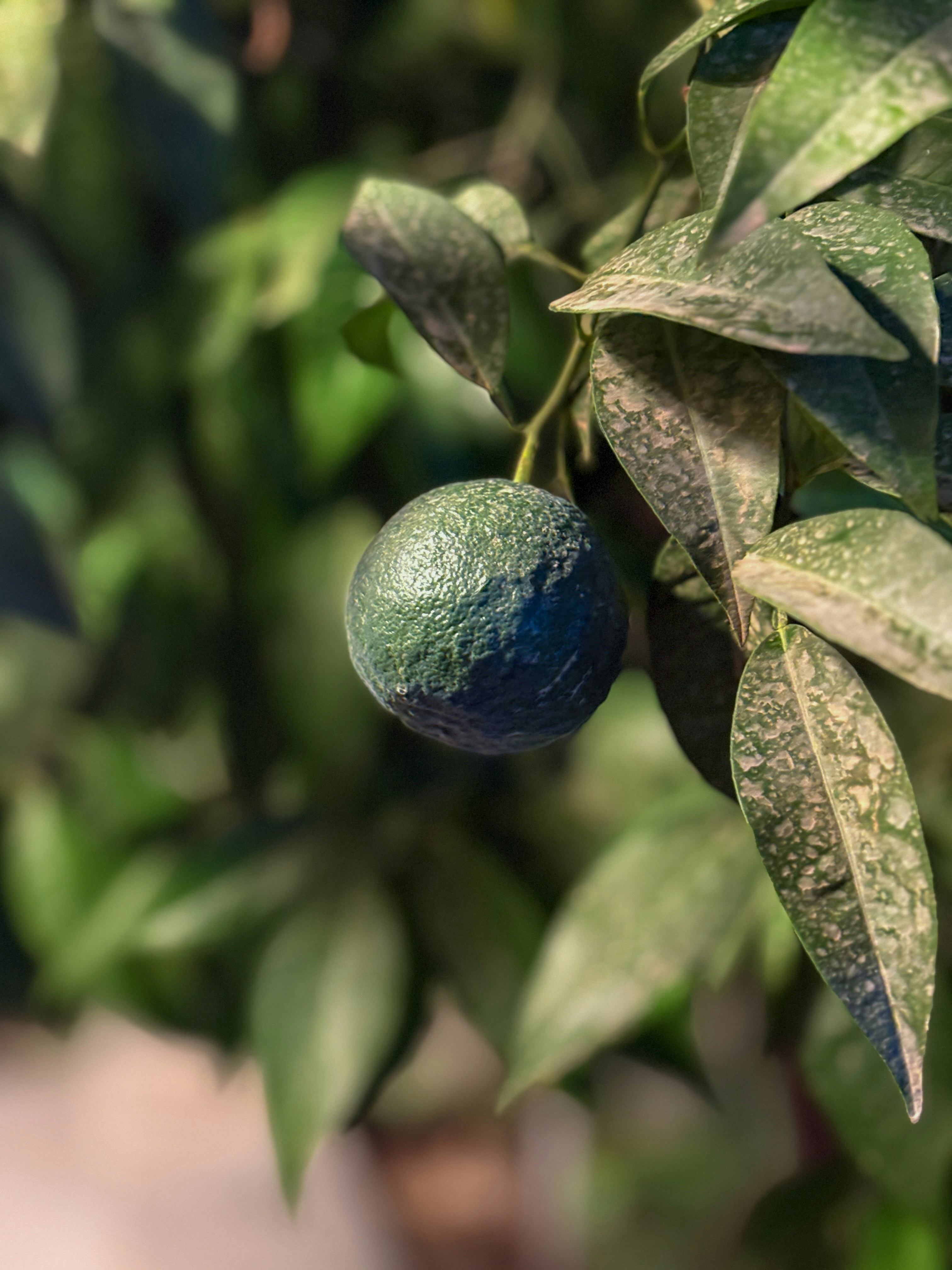 Green citrus fruit on branch - Free Photo on Unsplash